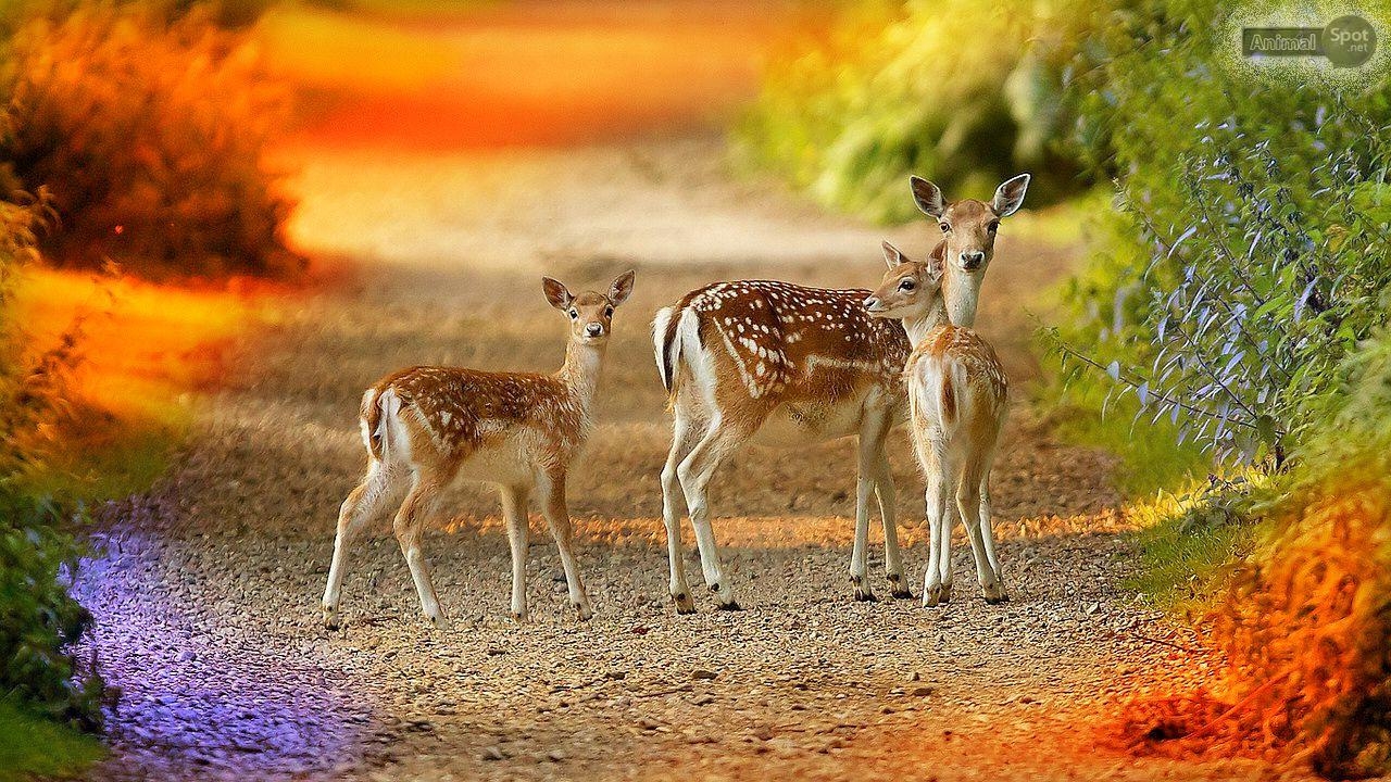 1280x720 Deer Desktop Wallpaper Free Deer Desktop Background, Desktop