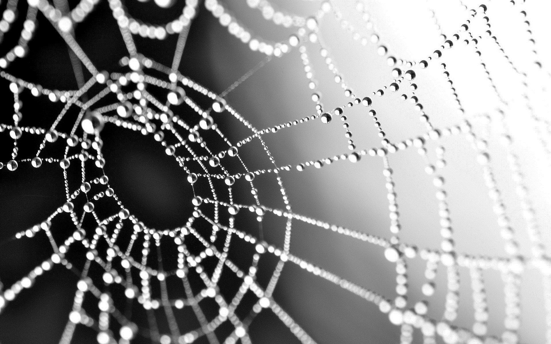 1920x1200 spiderweb water droplets wide HD wallpaper, Desktop