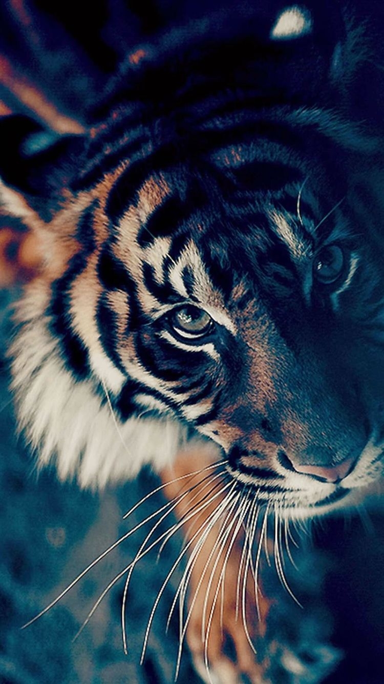 750x1340 Cute Tiger iPhone Wallpaper HD Live Wallpaper HD, Phone