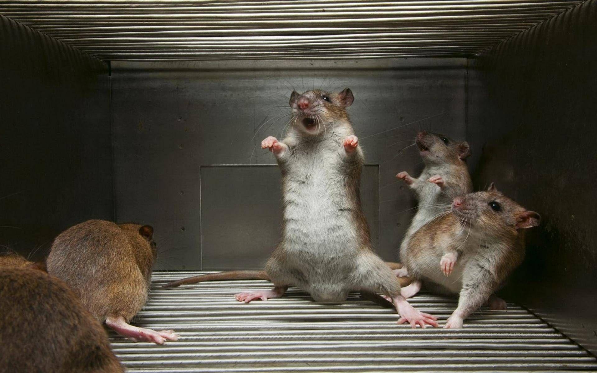 1920x1200 Funny Rat Wallpaper, Desktop