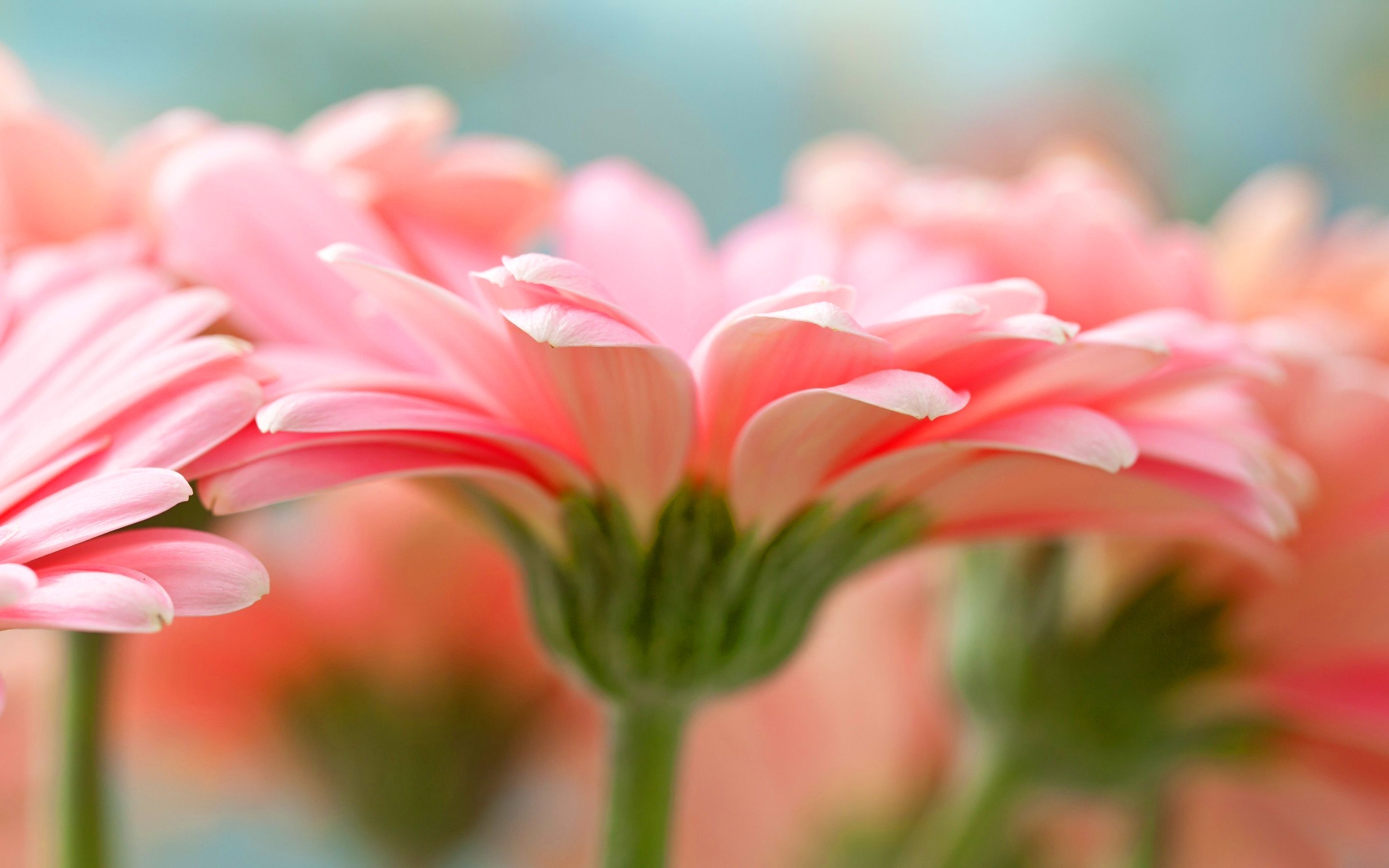 2880x1800 Facebook Cover Photo Spring Photography, Desktop