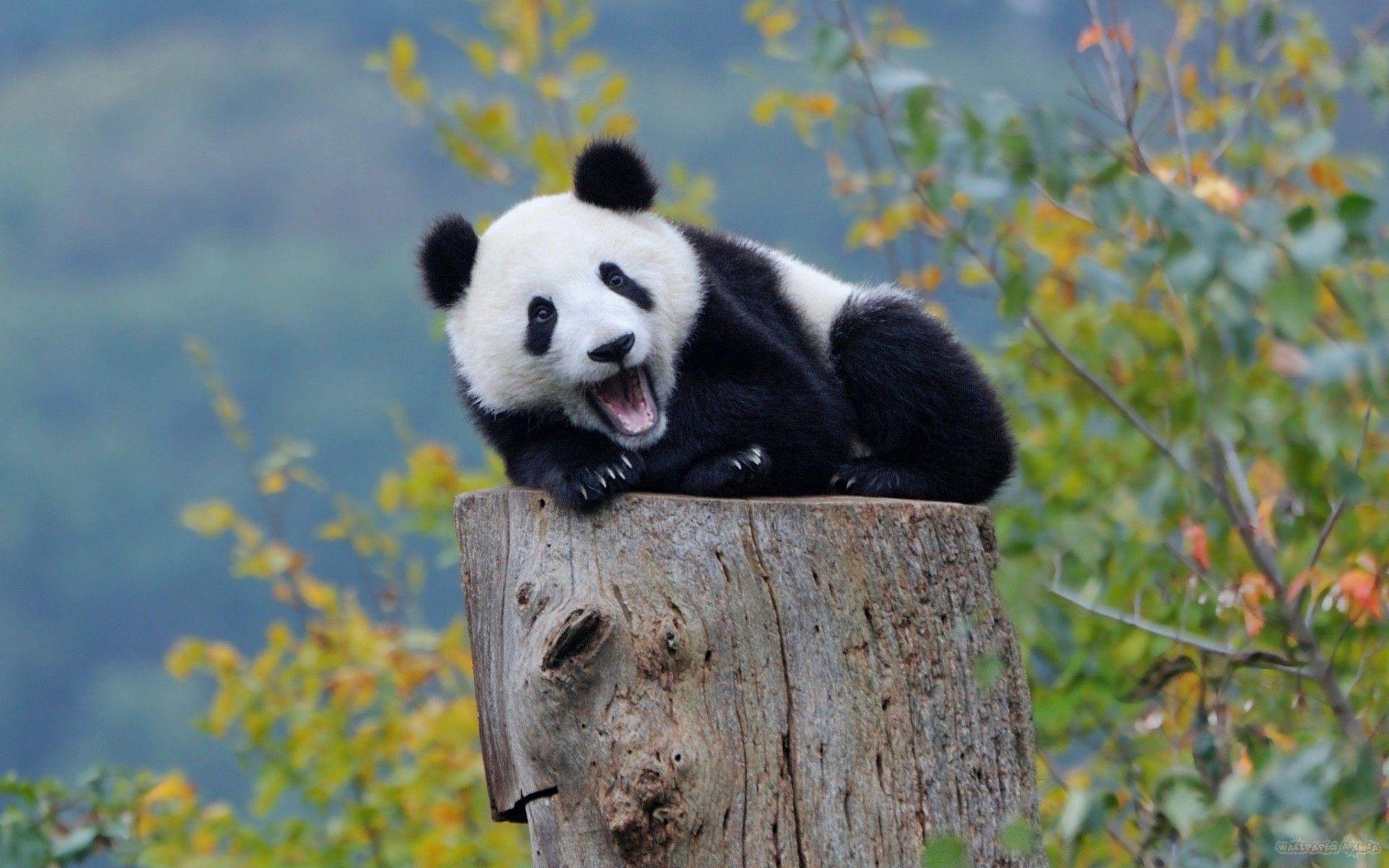 2310x1440 Cool Baby Panda Wallpaper 1920×1200 for Pc. Wallpaper Mania Latest, Desktop