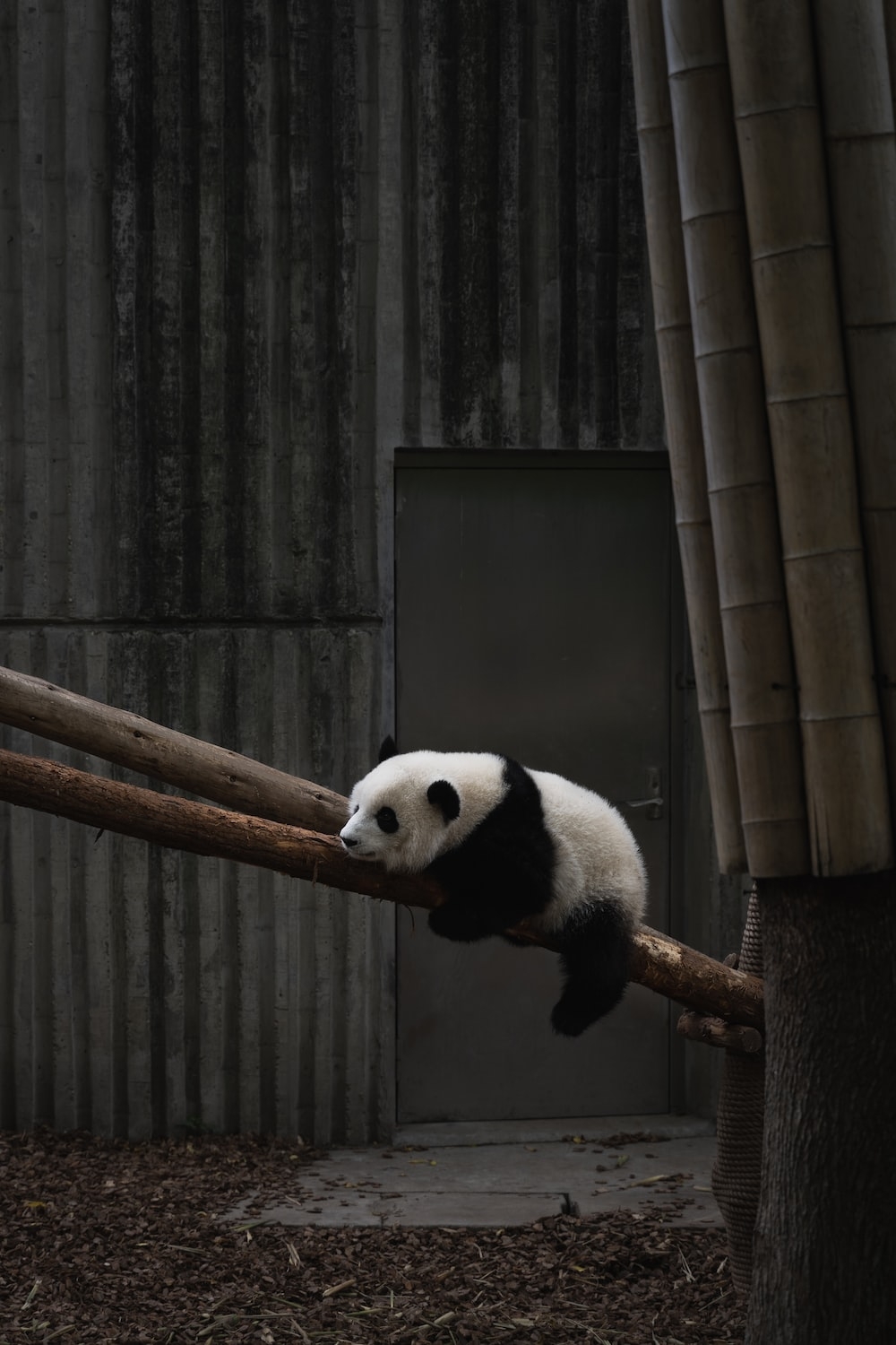 1000x1500 Panda Wallpaper: Free HD Download [HQ], Phone