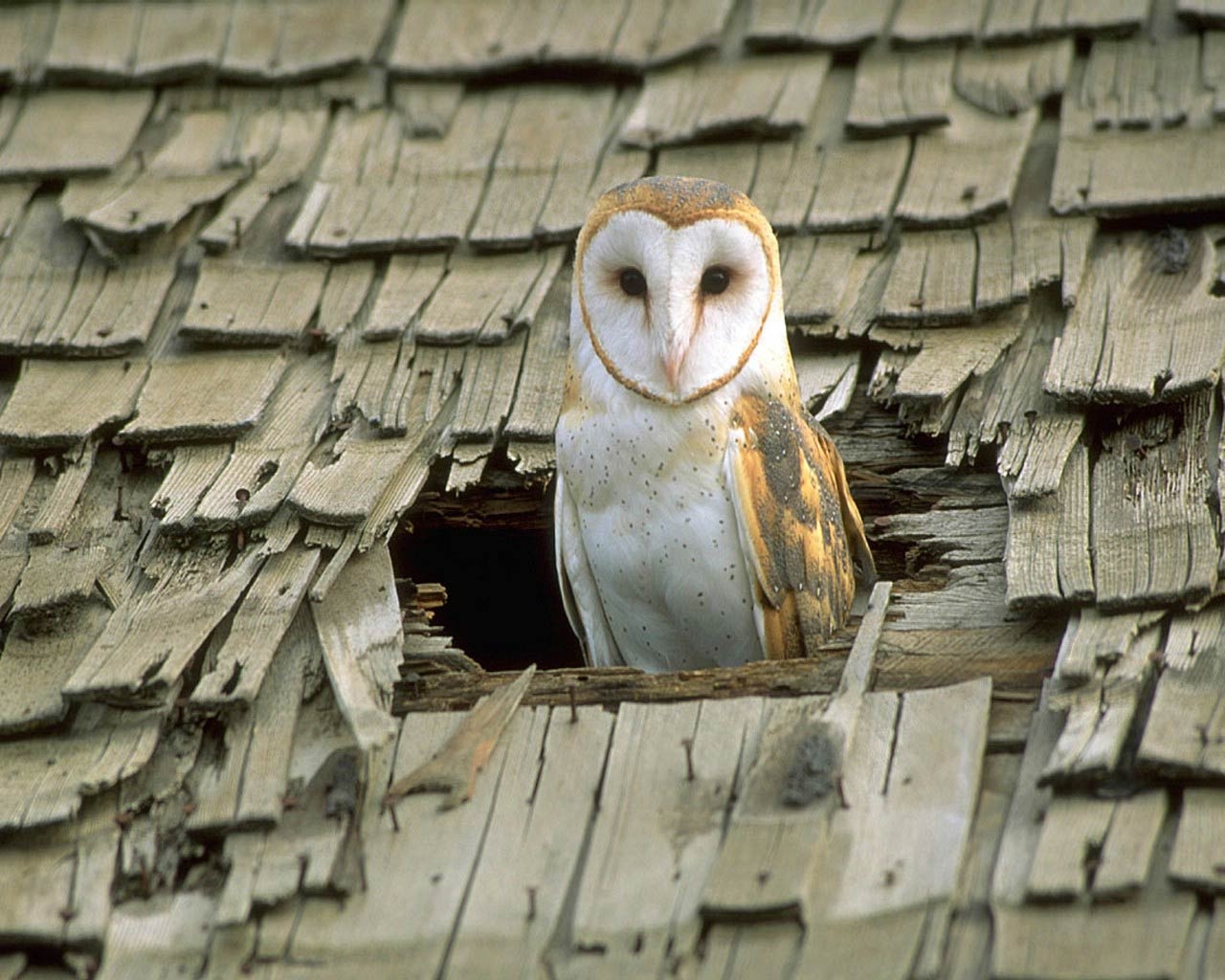 1280x1030 Barn Owl Wallpaper, Desktop