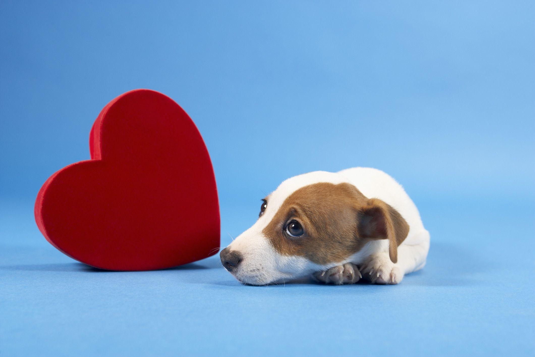 2130x1420 Puppy Valentine Wallpaper, Desktop