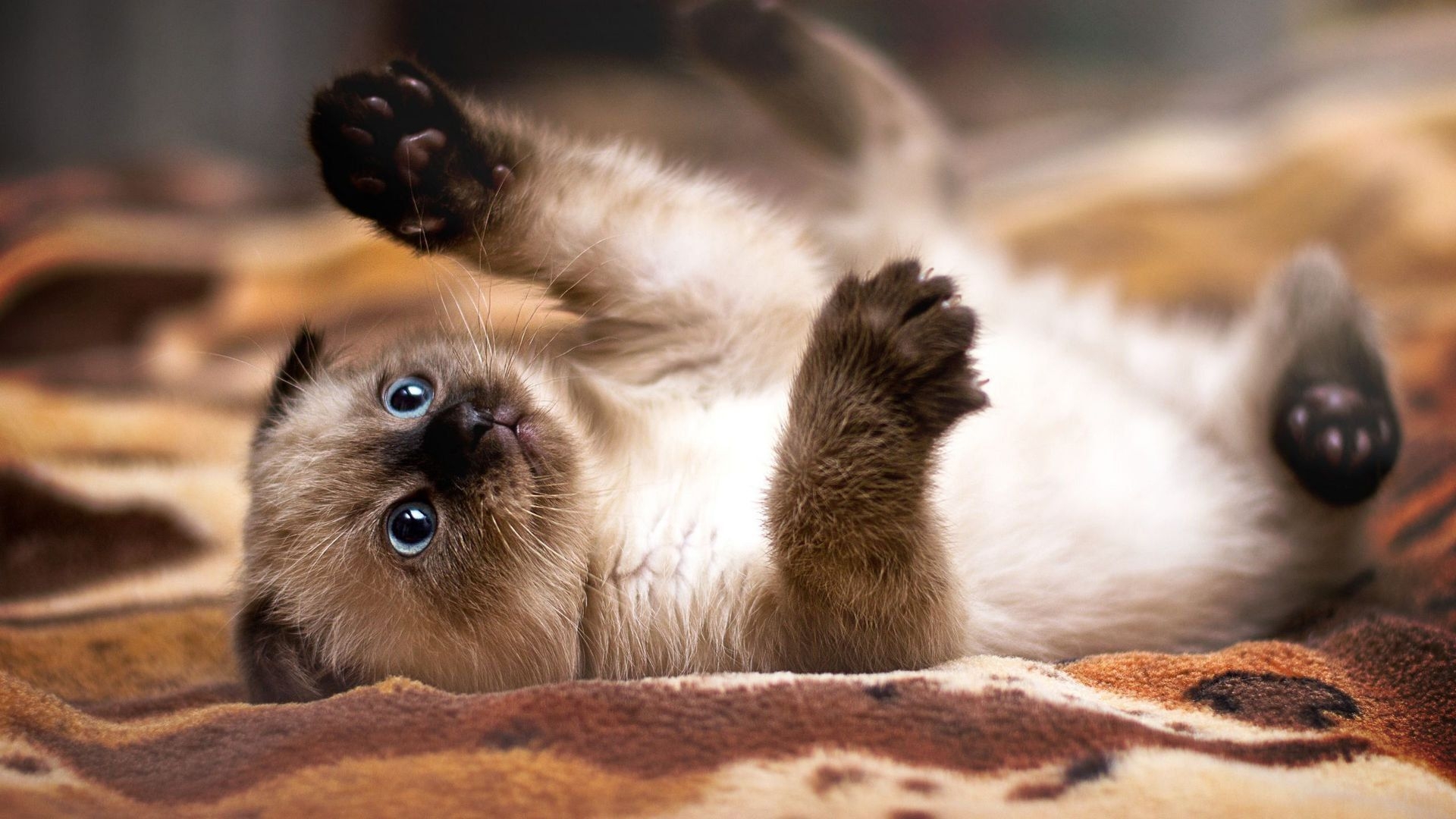 1920x1080 Siamese Cat Wallpaper • IOS Mode. Siamese Kittens, Siamese Cats, Cat Breeds, Desktop