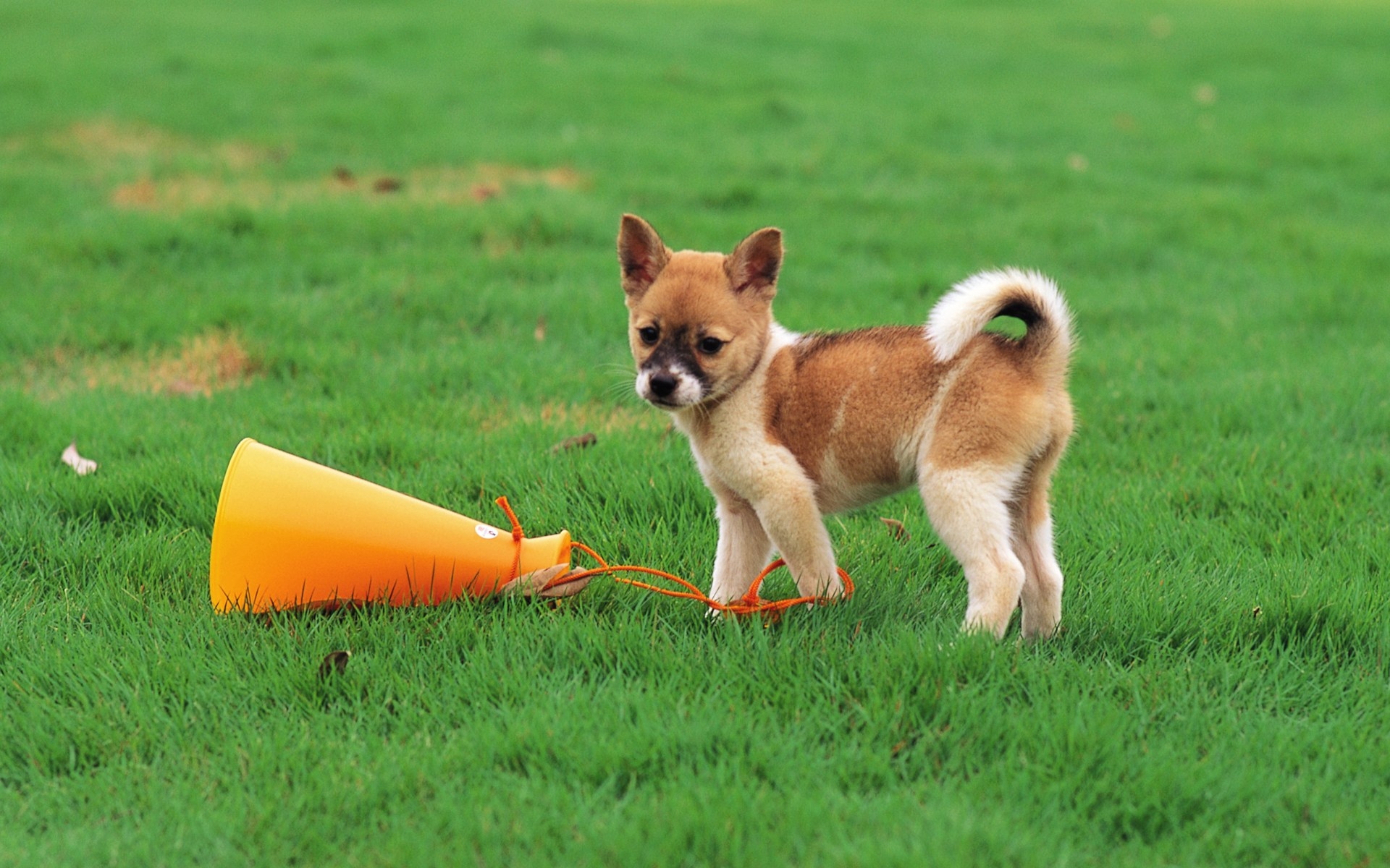 1920x1200 Pretty Dog Wallpaper Wallpaper 76761, Desktop