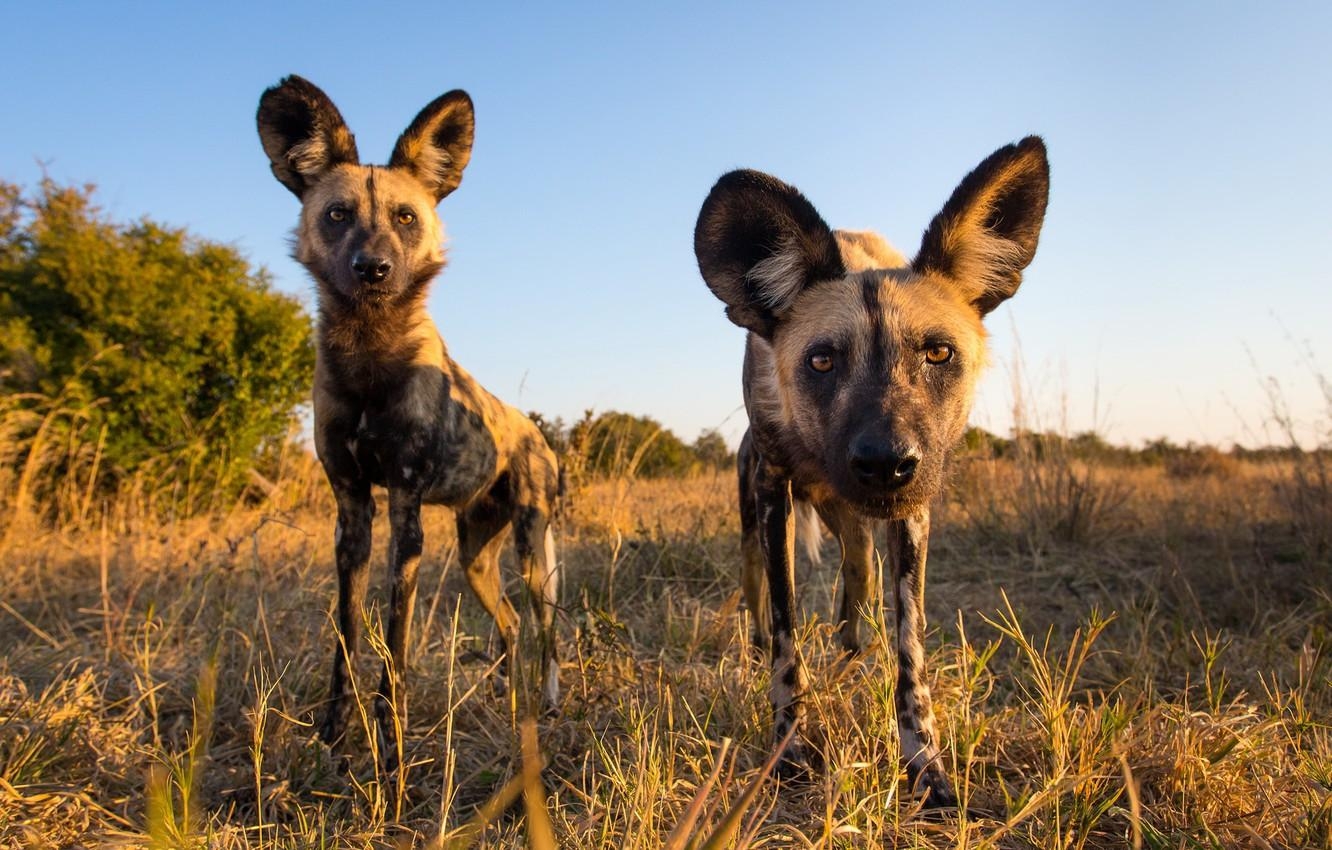 1340x850 Wallpaper nature, animals, African Wild Dogs image, Desktop