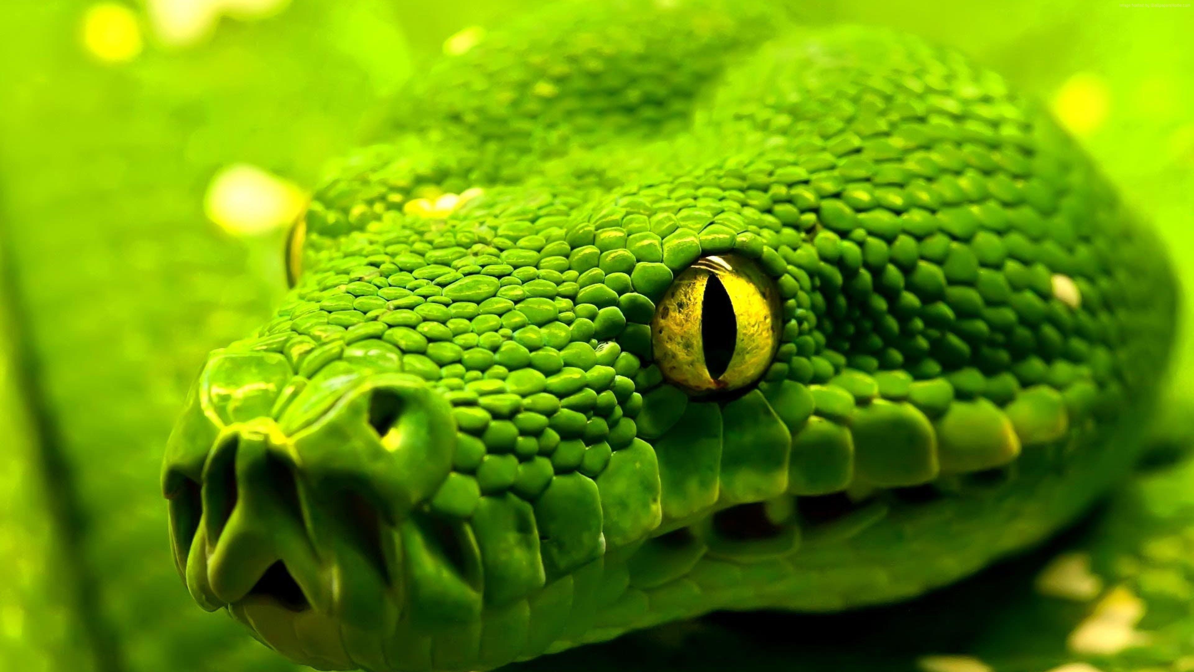 3840x2160 Snake 4K Ultra HD Wallpaper Free Snake 4K Ultra HD, Desktop