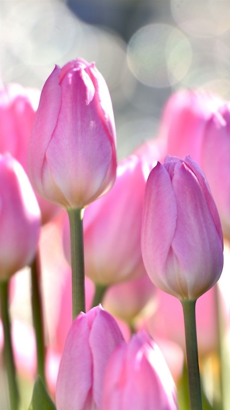 750x1340 iPhone Wallpaper Pink Tulips, Flowers Field, Bokeh - Обои На, Phone