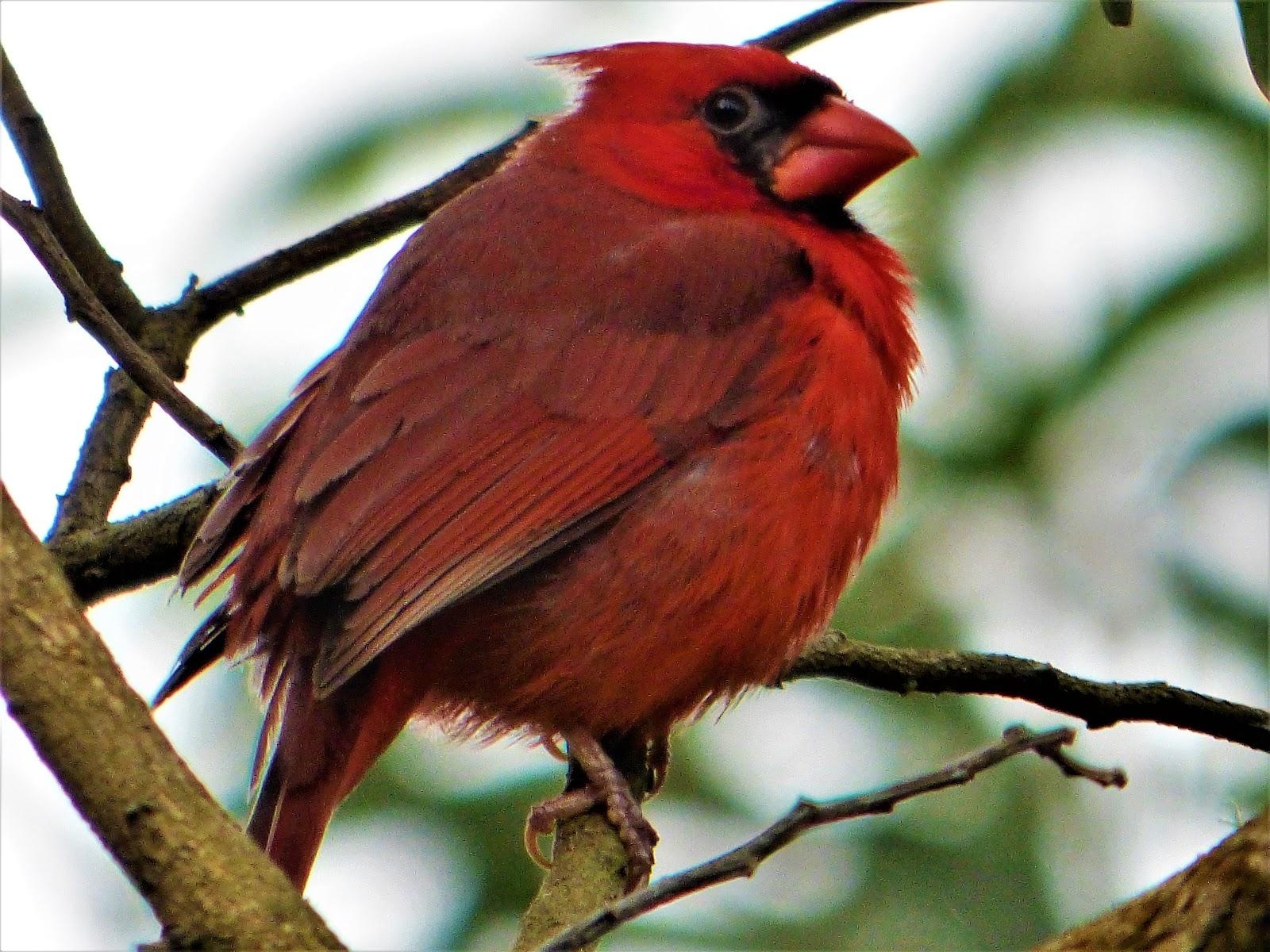 1600x1200 Geotripper's California Birds: A Northern Cardinal.in Hawai'i?, Desktop