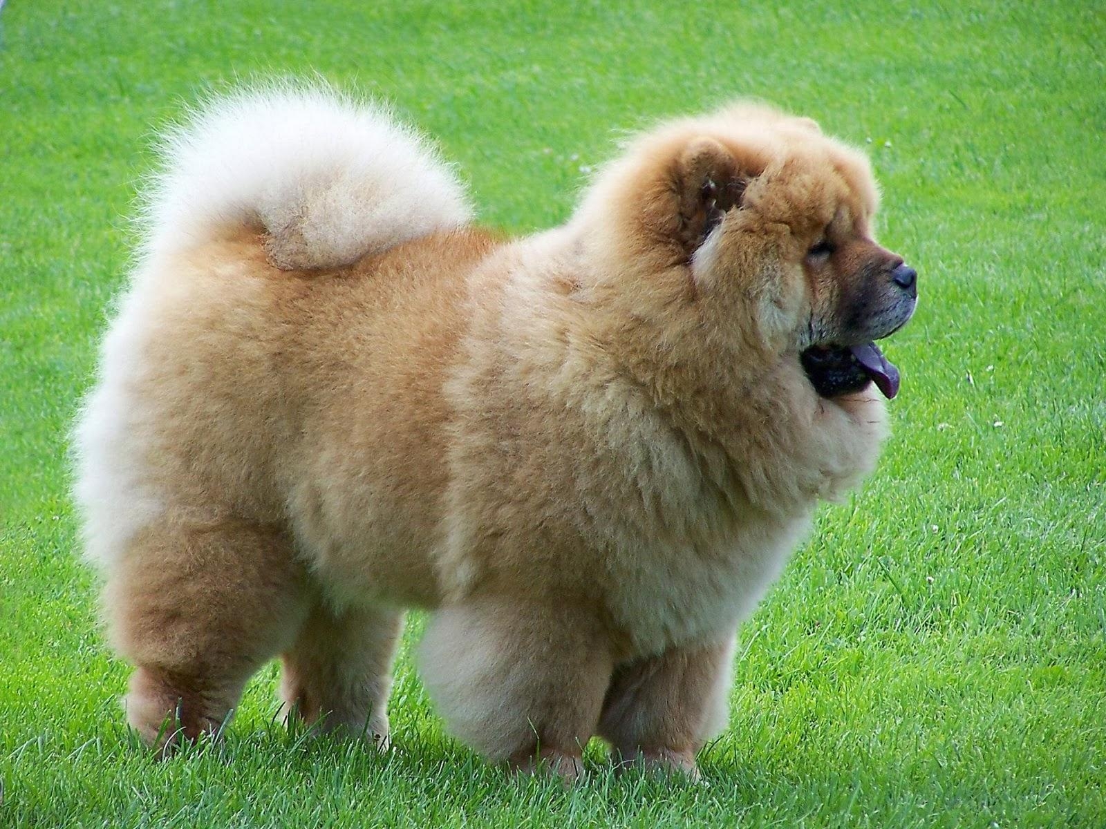 1600x1200 Cute Chow Chow HD Wall Wallpaper Wall Wallpaper, Desktop