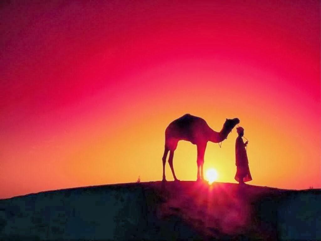 1030x770 Wallpaper HD Desktop Wallpaper: Camel HD Wallpaper, Desktop