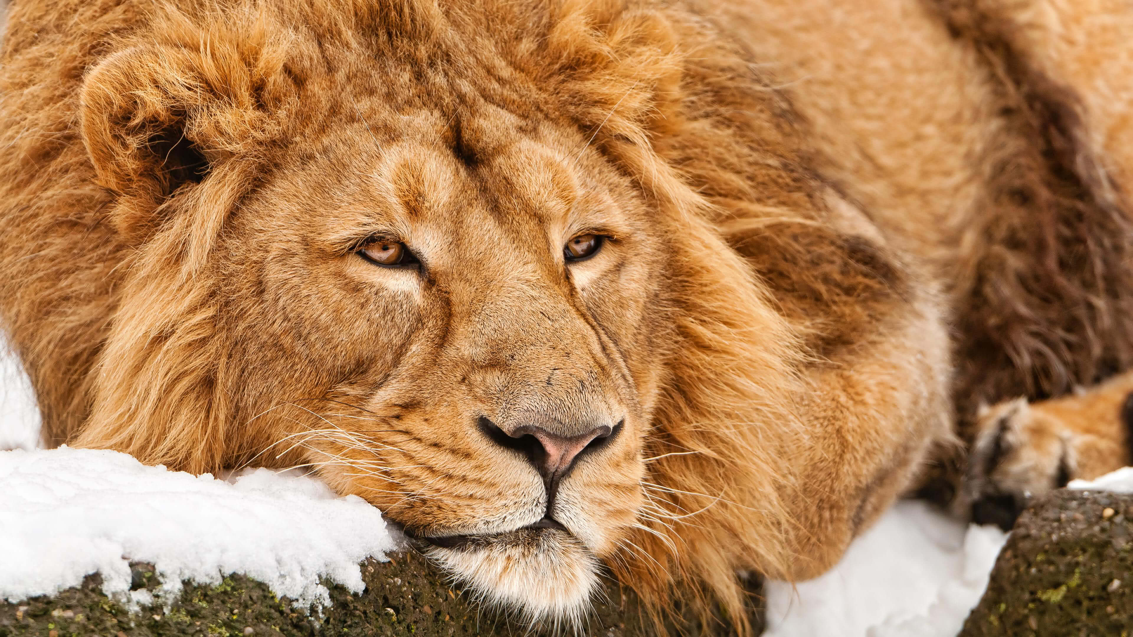 3840x2160 Lazy Lion UHD 4K Wallpaper, Desktop