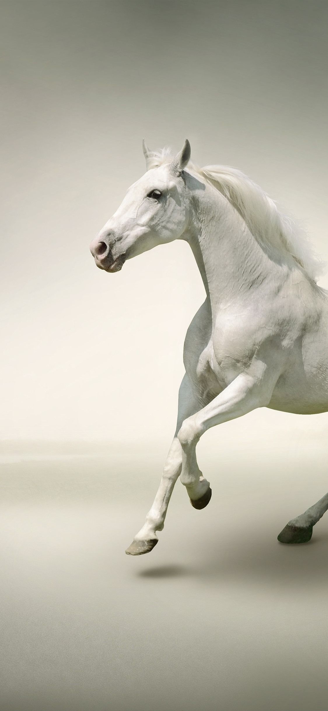 1130x2440 Running Horse iPhone Wallpaper Free Running Horse iPhone Background, Phone