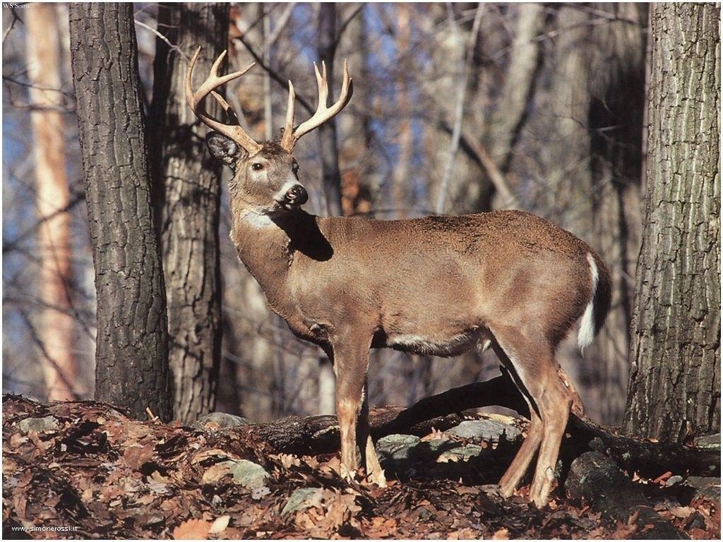 1030x770 Monster Whitetail Deer Buck Wallpaper, Desktop