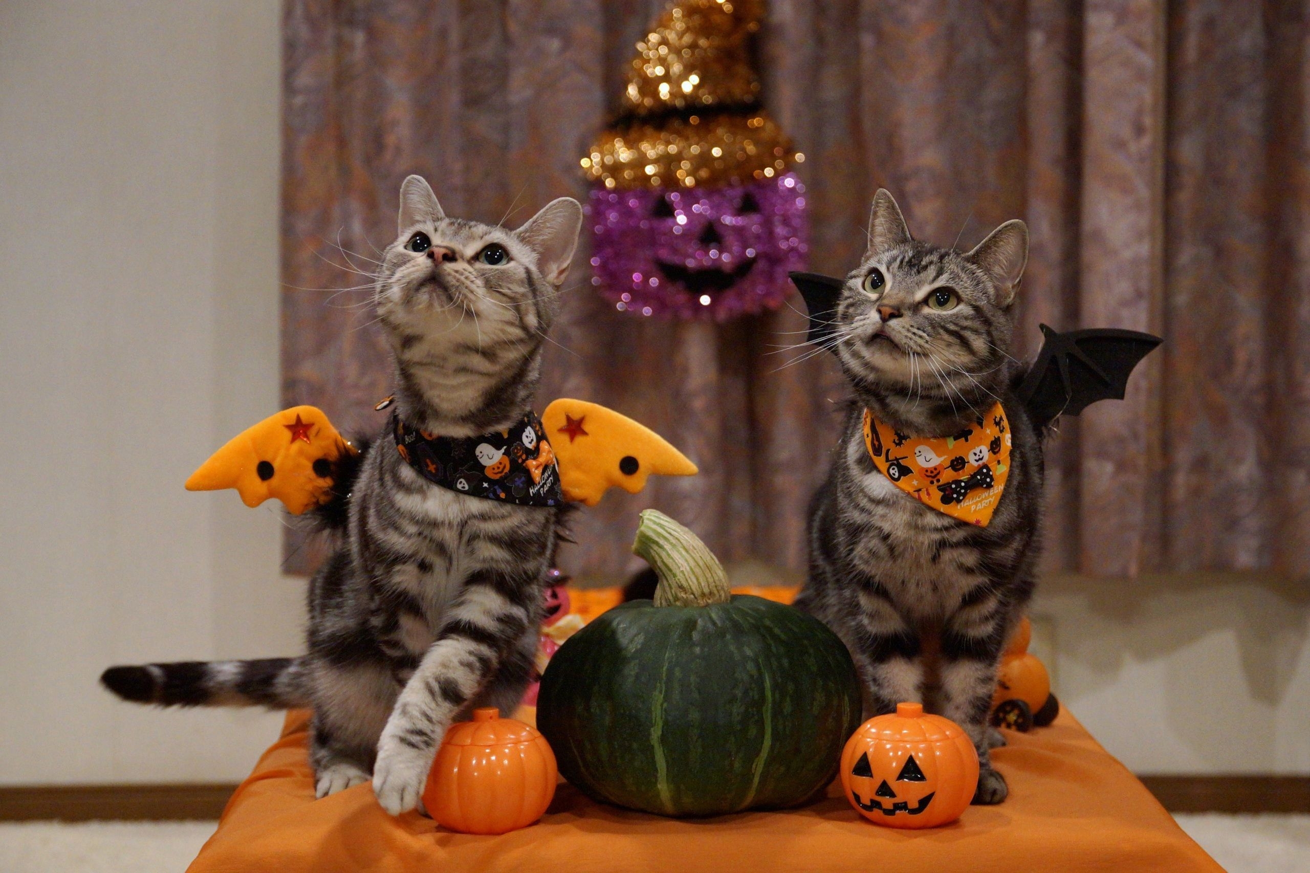 2560x1710 Wallpaper Cats Halloween Pumpkin Two Animals Image Download. Halloween animals, Pet costumes, Halloween cat, Desktop