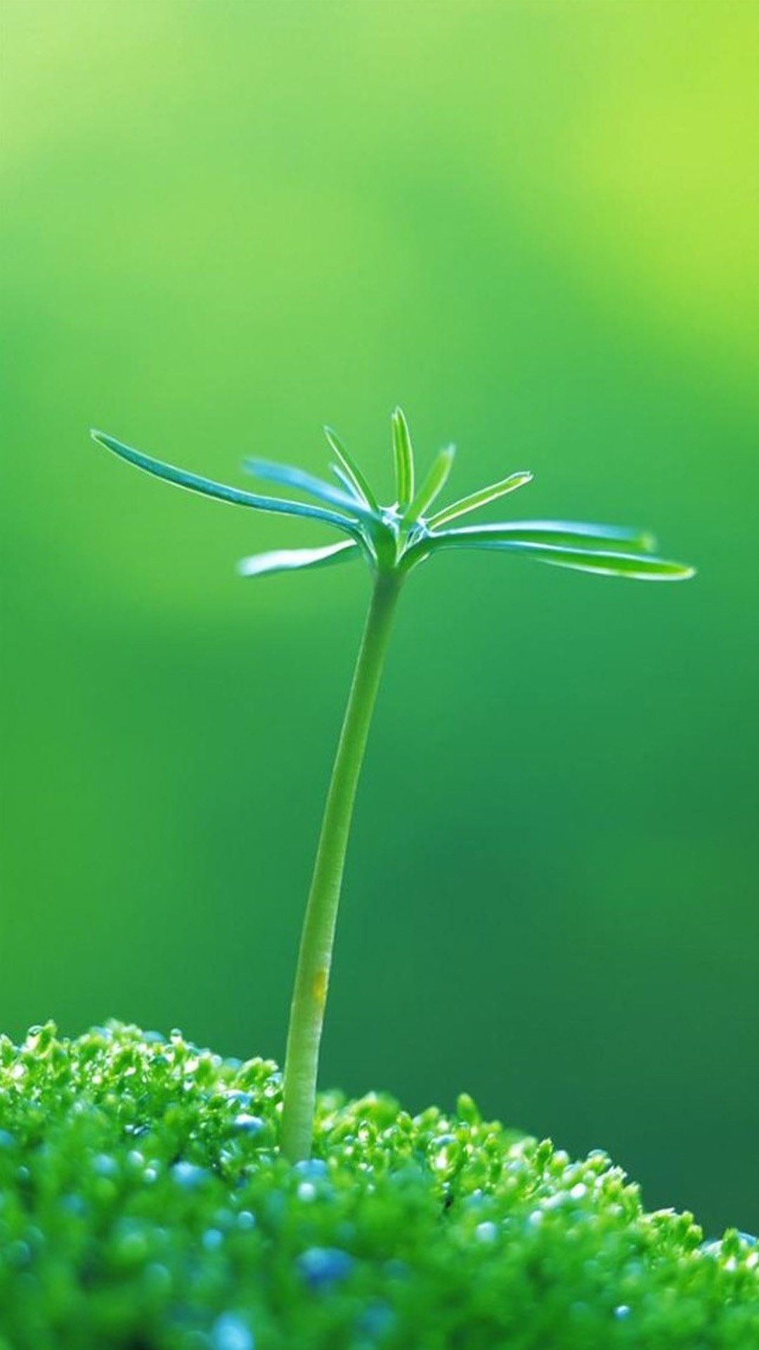 1080x1920 Free download Nature One Green Plant Bud iPhone 8 Wallpaper Download [] for your Desktop, Mobile & Tablet. Explore Green iPhone 7 Plus Wallpaper. Green iPhone 7 Plus Wallpaper, Phone