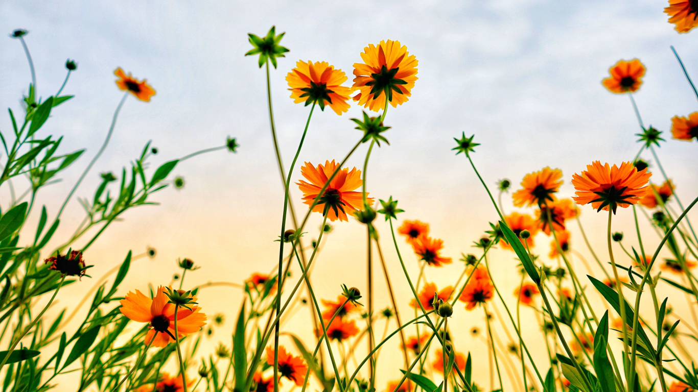 1370x770 Download cosmos field, flowers, summer  wallpaper, tablet, laptop,  HD image, background, 9134, Desktop