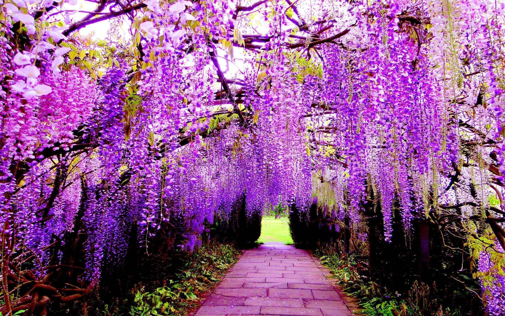 2020x1260 Wisteria Flower Tunnel HD Wallpaper Wallpaper Inn, Desktop