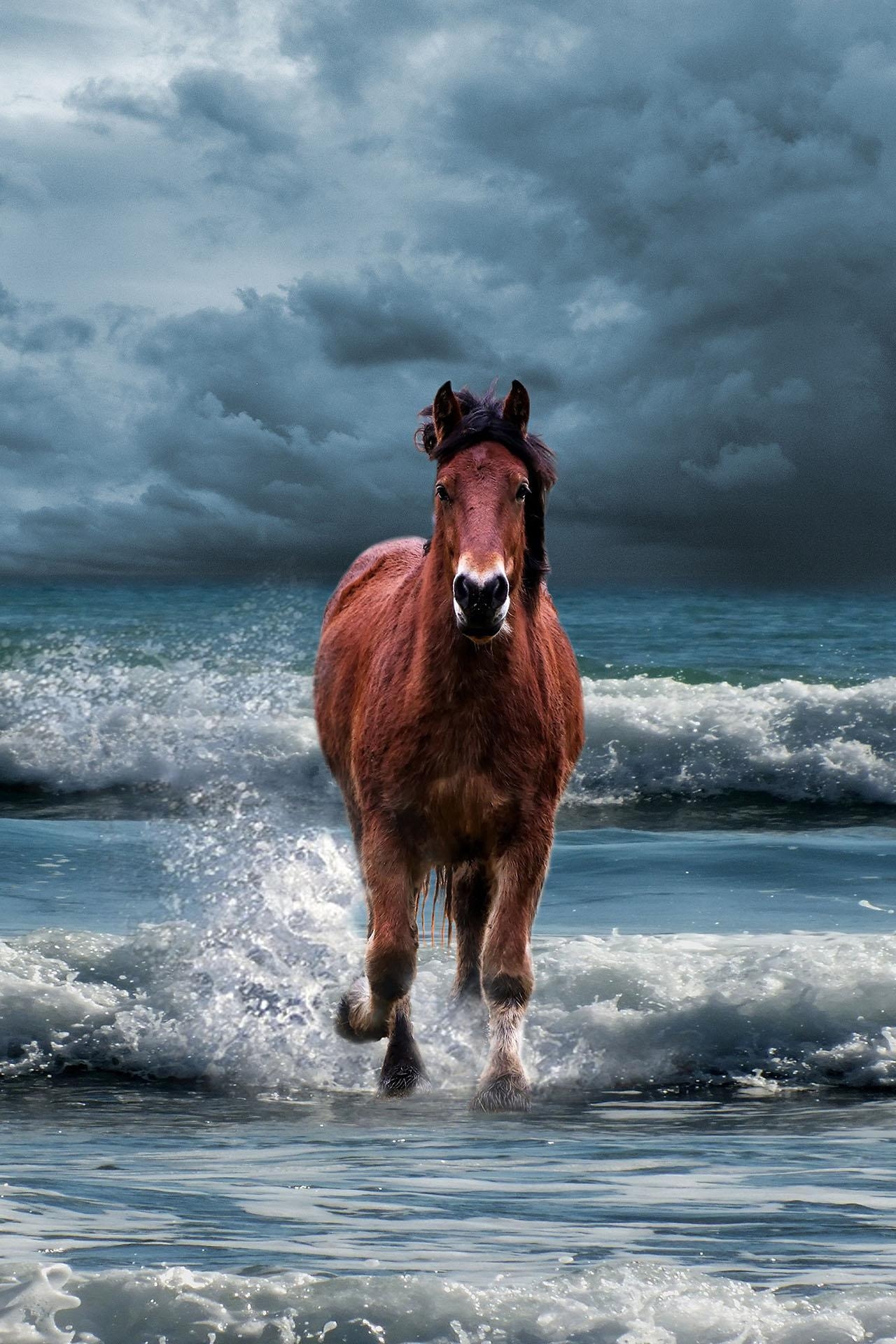 1280x1920 Horse Wallpaper HD, background & themes for Android, Phone