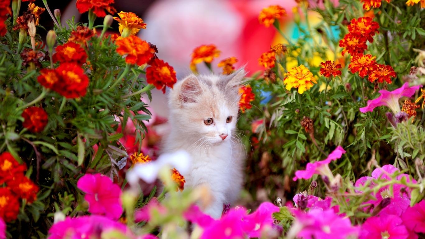 1370x770 Spring Kitten Wallpaper and Background Imagex768, Desktop