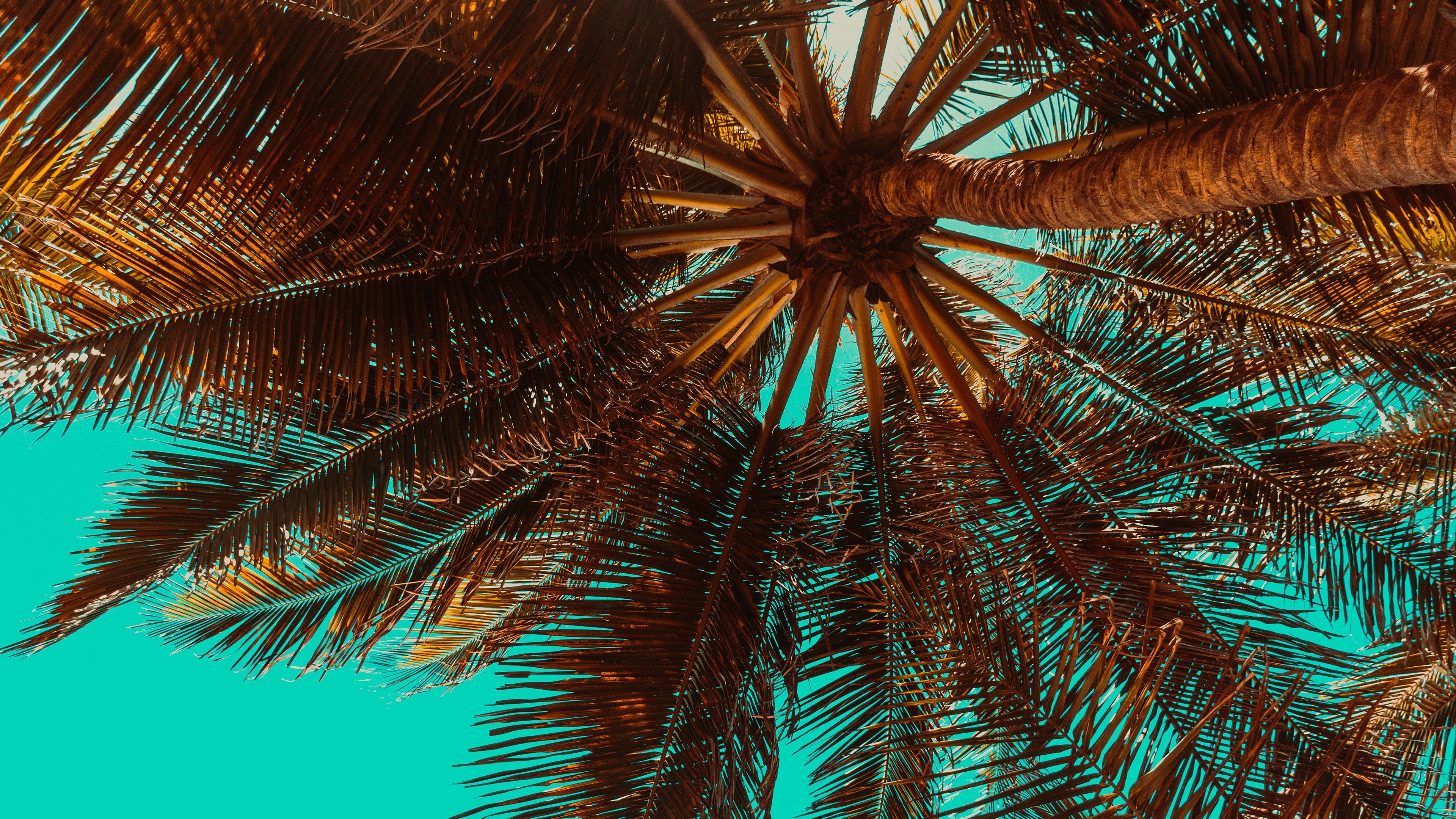 3840x2160 Tropical Palm Tree Chromebook Wallpaper Trees Desktop, Desktop