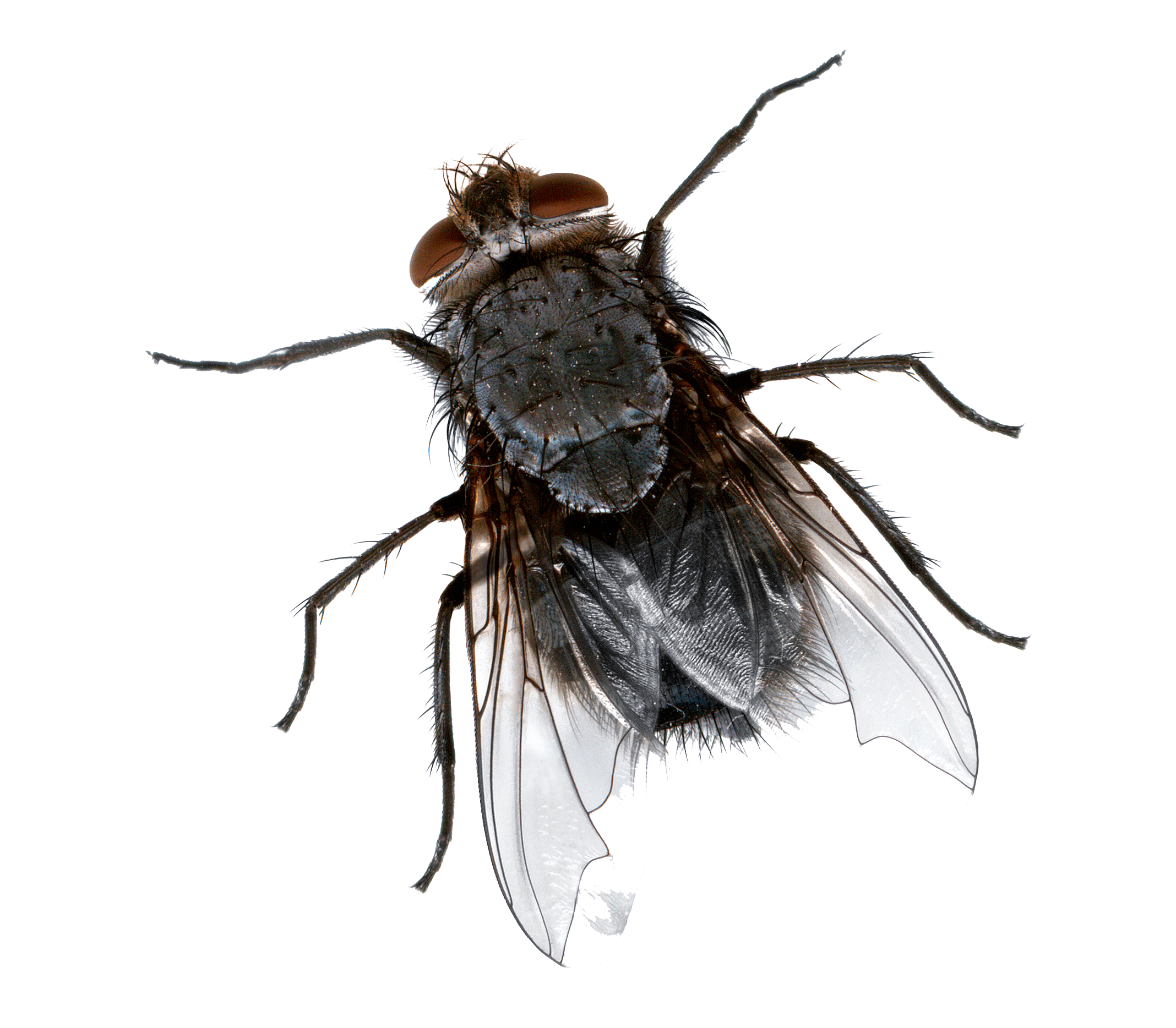 2140x1870 Dead fly png, Picture house fly png, Desktop