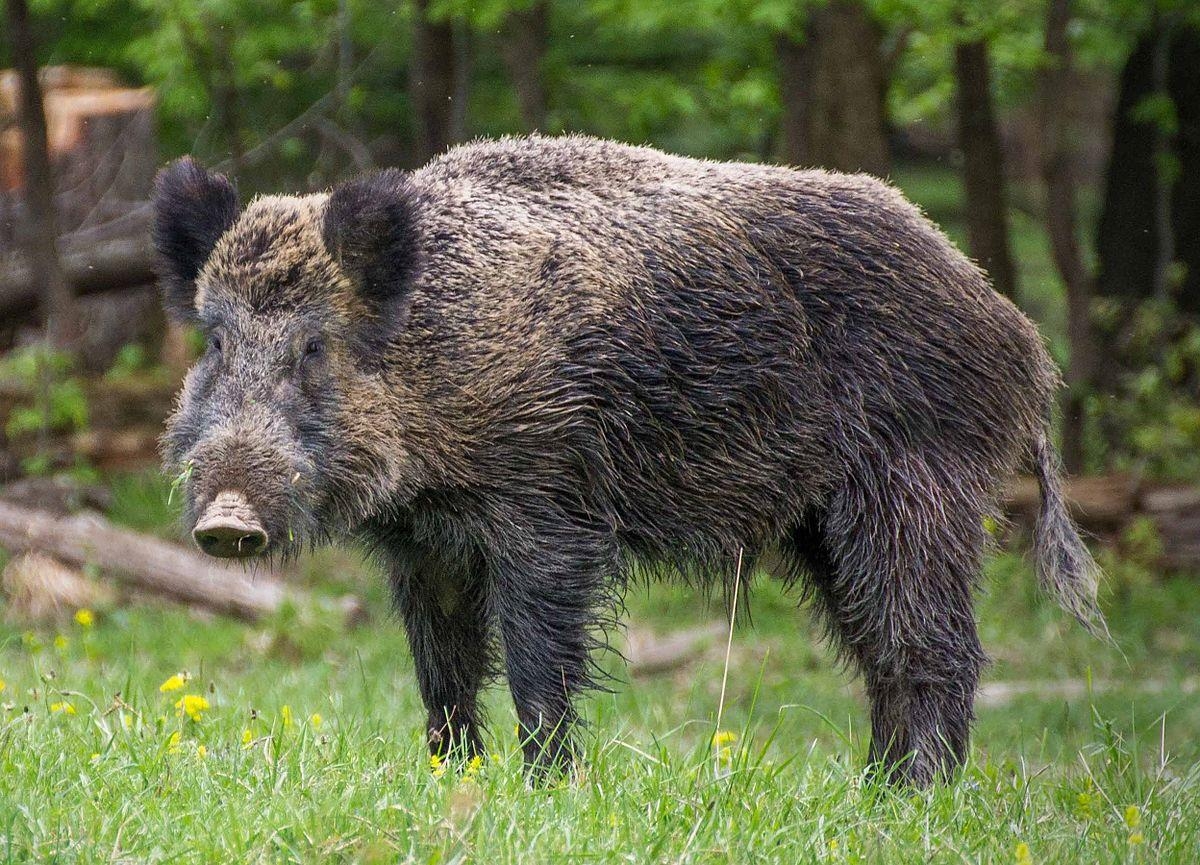 1200x870 Wild boar, Desktop