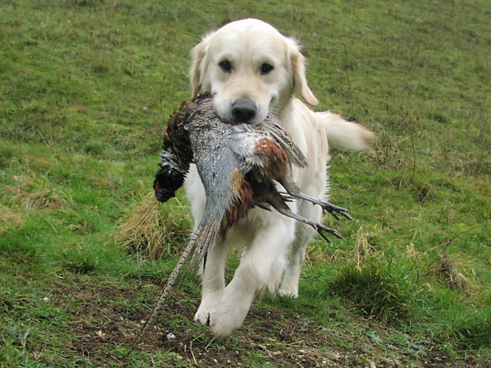 1600x1200 pic new posts: Labrador Dog Wallpaper HD, Desktop