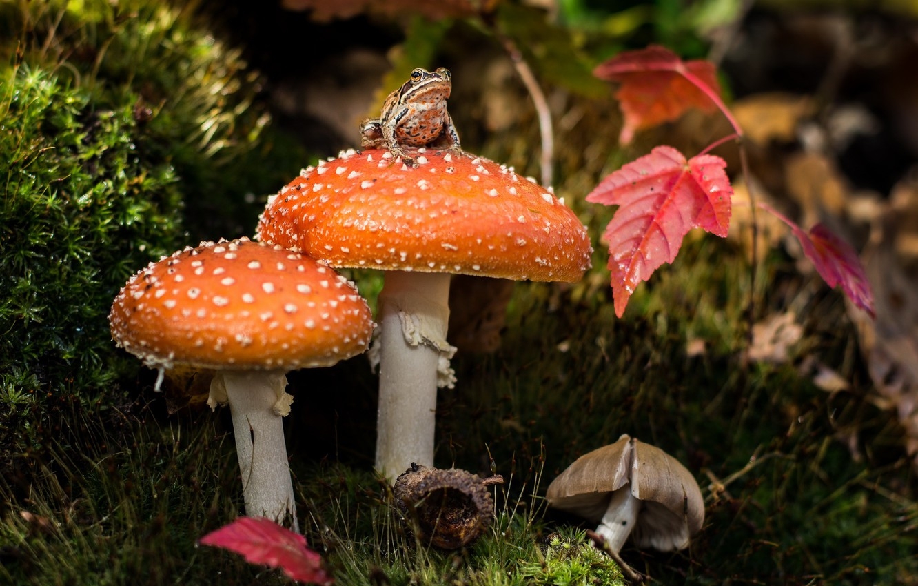 1340x850 Wallpaper mushrooms, moss, frog, mushroom image for desktop, section природа, Desktop