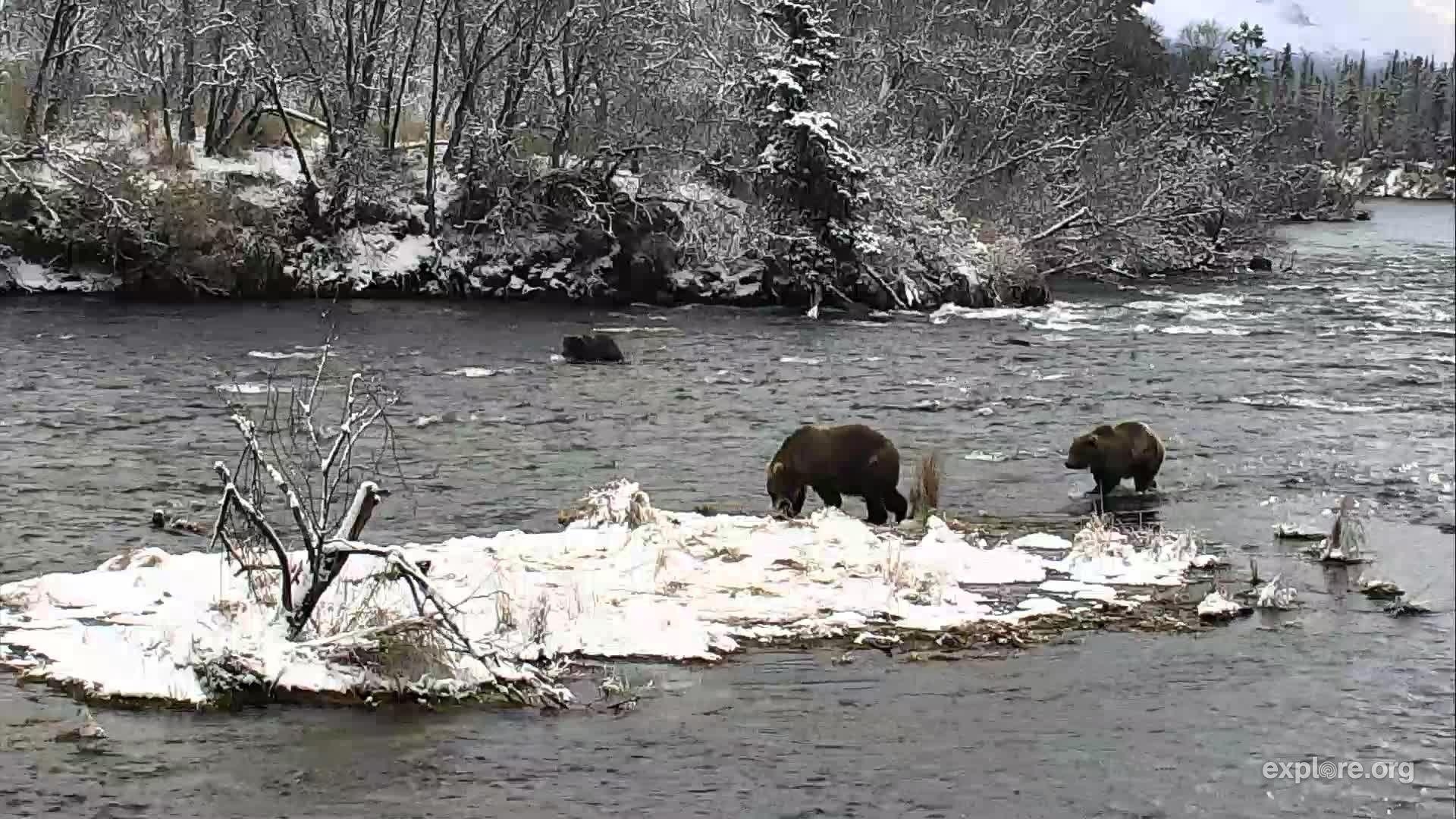 1920x1080 I'm watching #bearcam on explore.org, streaming live from Katmai, Desktop