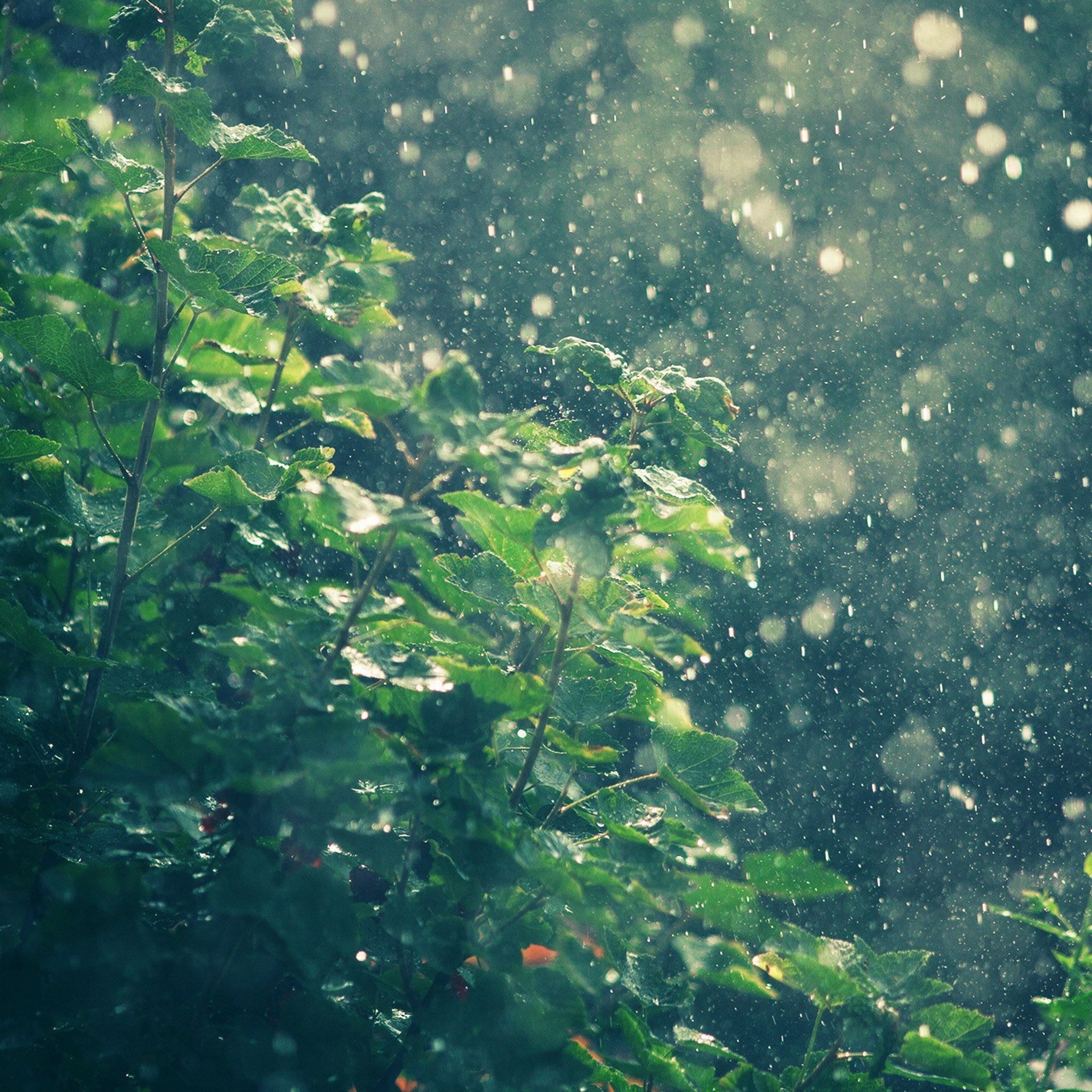 2050x2050 Raining In Summer Sunny Day iPad Air Wallpaper Free Download, Phone