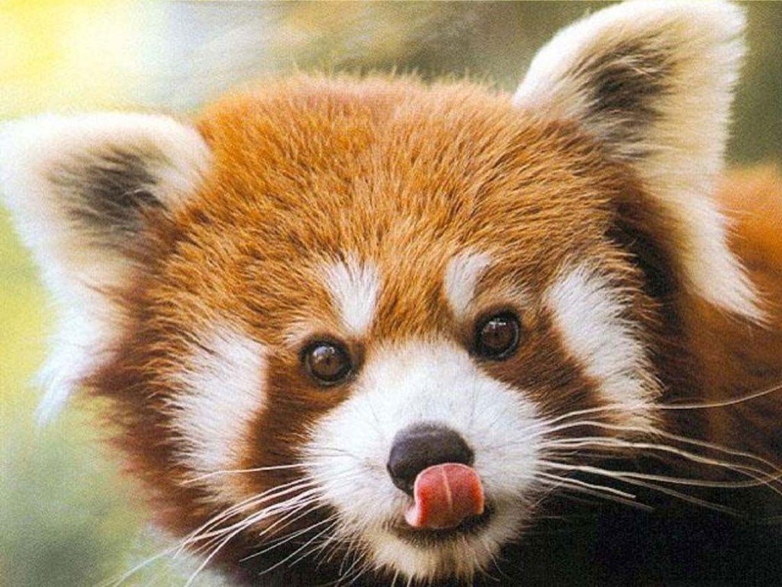 1130x850 best image about Red Panda Bears. Bristol, Desktop