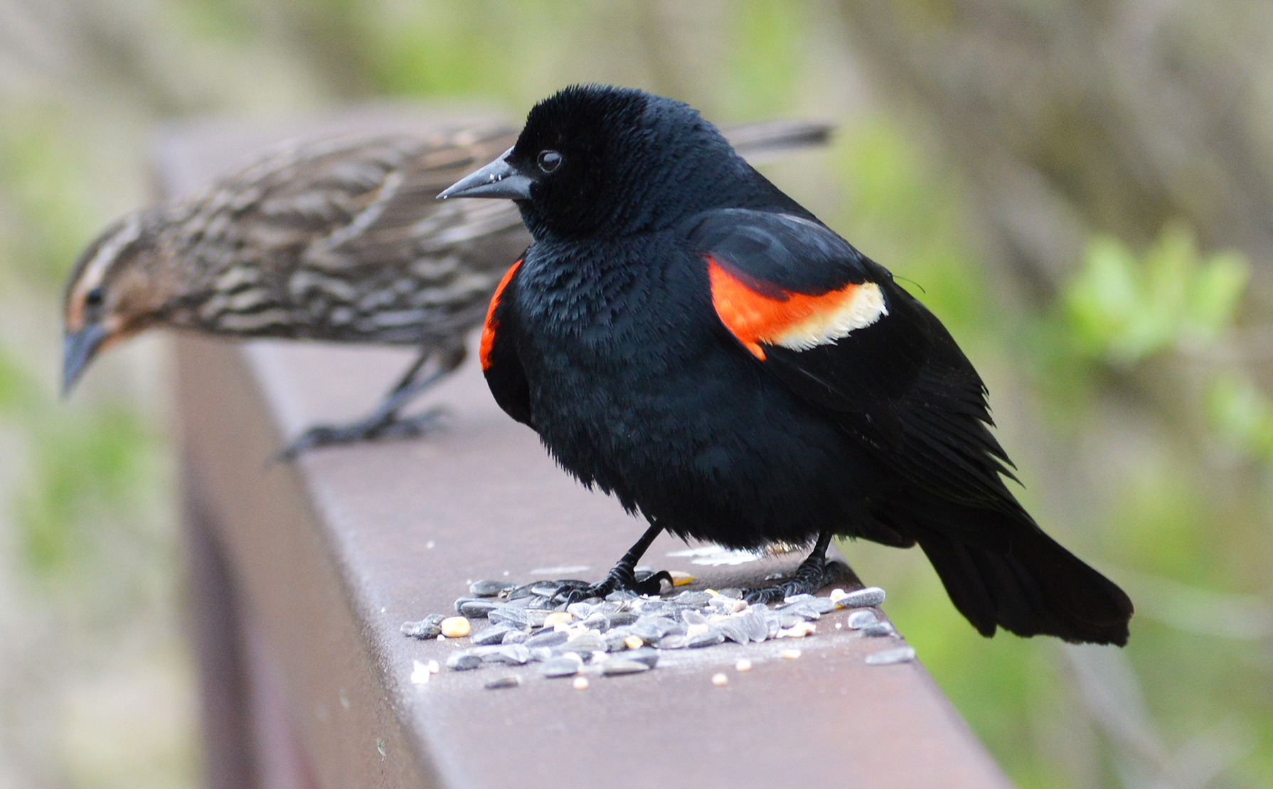 1790x1110 Black Bird Wallpaper High Quality, Desktop