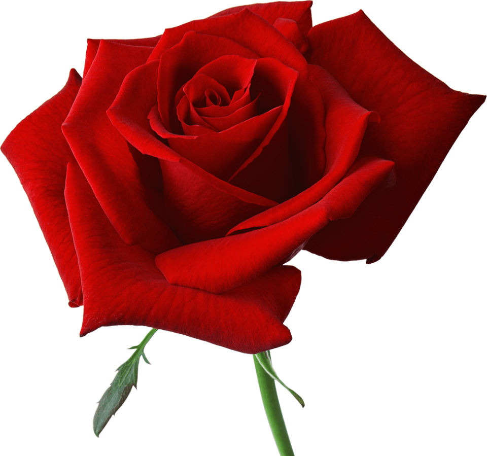 960x900 Happy Rose Day Image, Wallpaper, HD Photo, Picture, Pics, Desktop