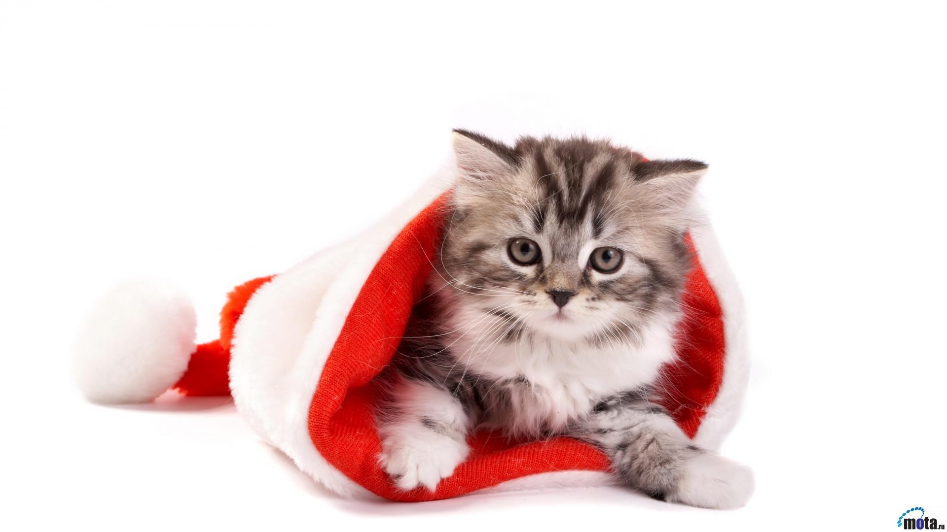 1920x1080 Cute Christmas Cat Wallpaper, Desktop