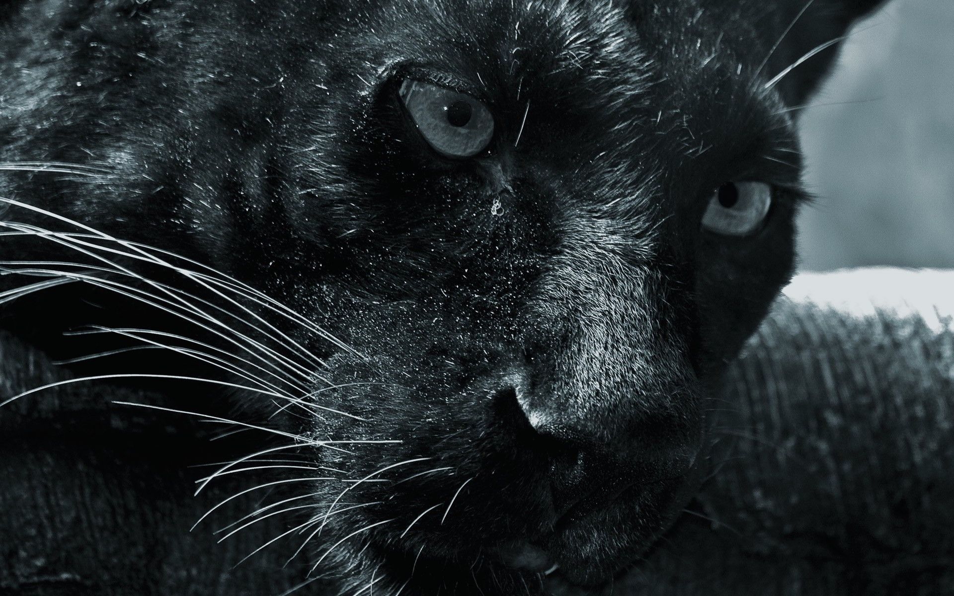 1920x1200 Black Puma Wallpaper, Desktop