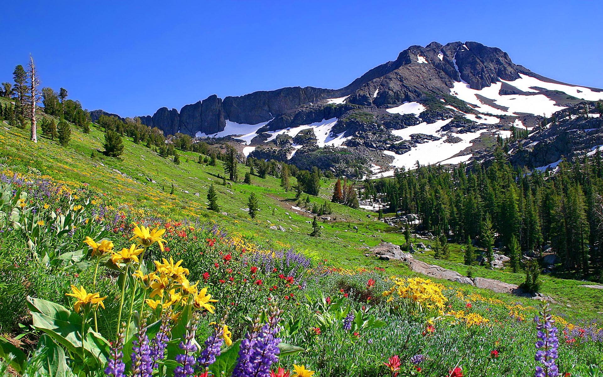 1920x1200 Mountain Wildflowers, Desktop