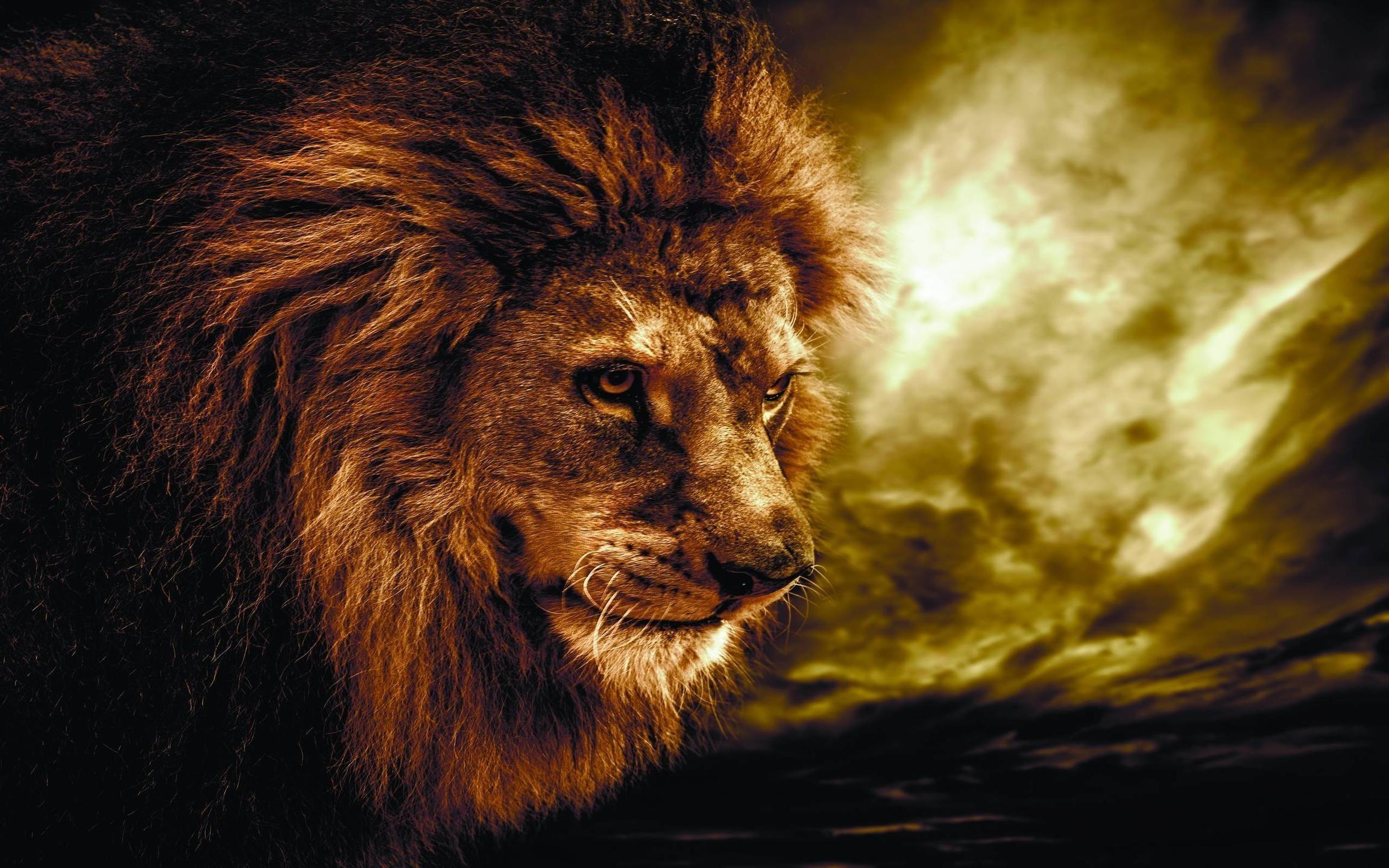 2310x1440 Wallpaper For > Lion Animal Wallpaper, Desktop