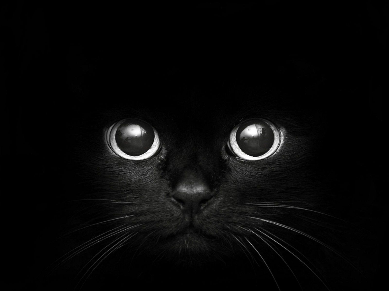 1600x1200 Black Cat Wallpaper, Best Black Cat Wallpaper in High Quality, Desktop