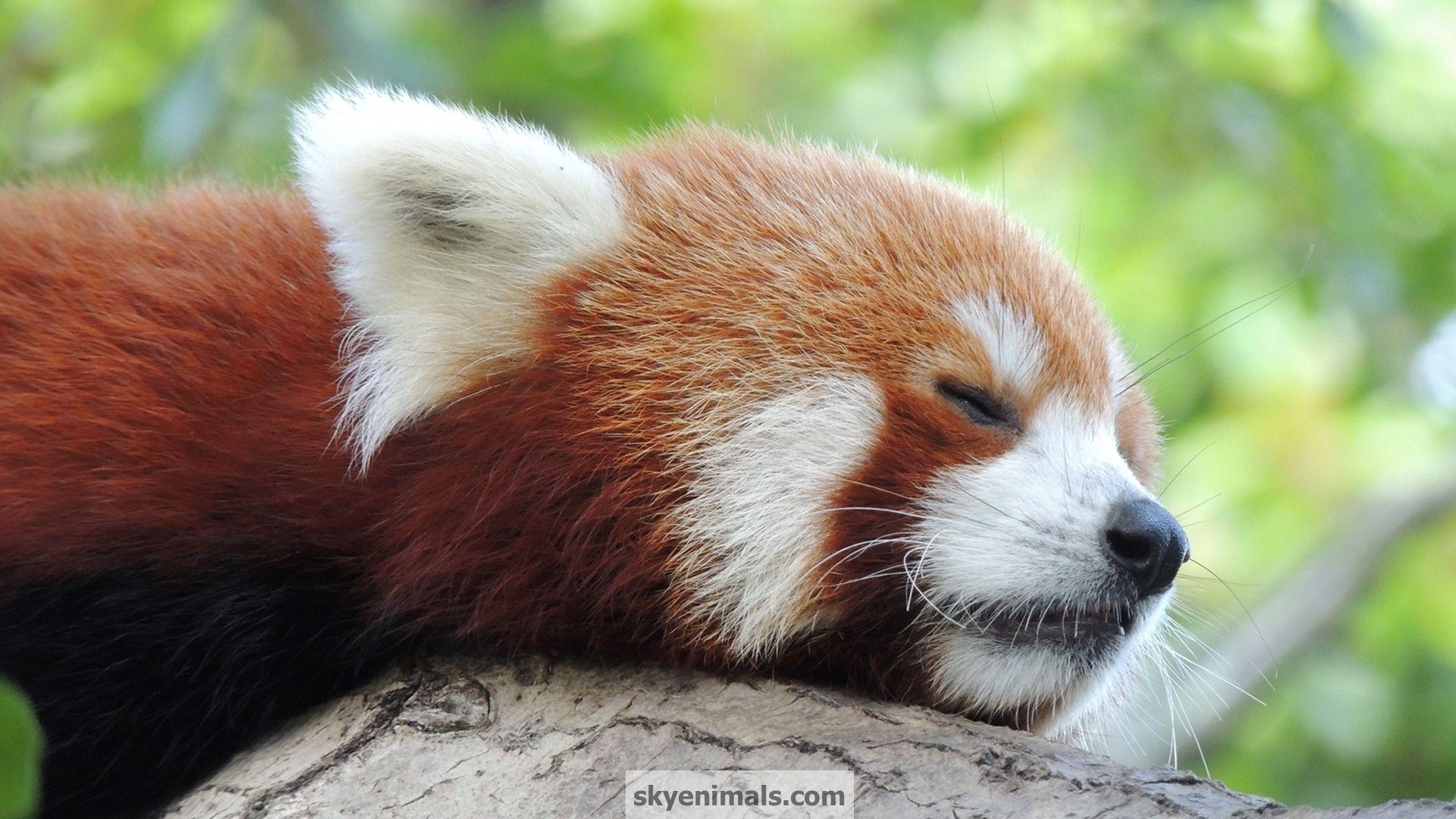 1920x1080 Red Panda Wallpaper Collections 9766, Desktop