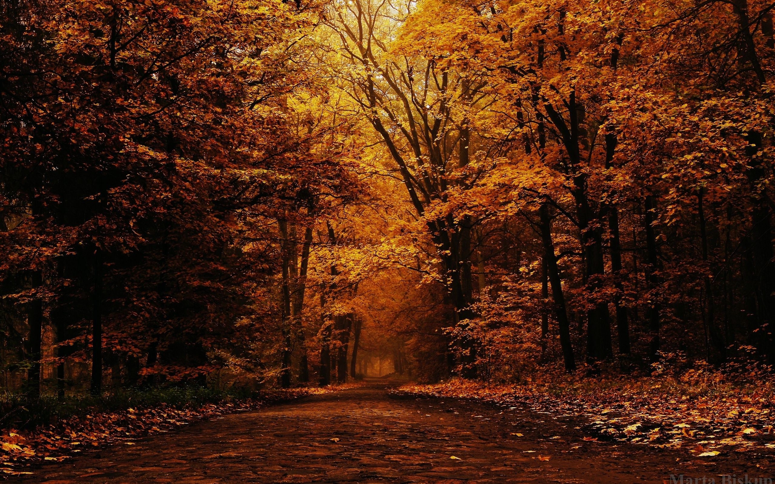 2560x1600 Free Autumn Wallpaper, Desktop