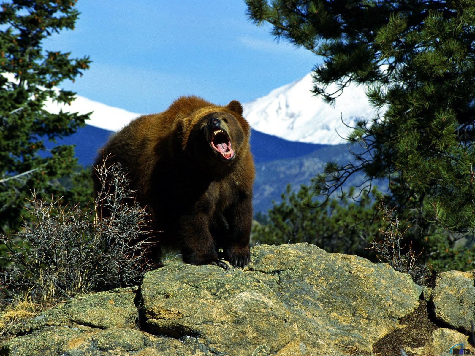 1600x1200 Awesome Picture Of Grizzly Bears Pics. Picture Of Grizzly Bears, Desktop