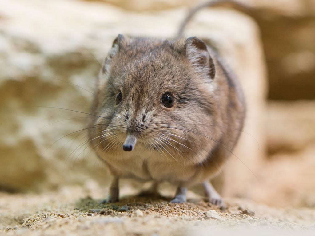 1030x770 Elephant Shrew Pet's Gallery, Desktop