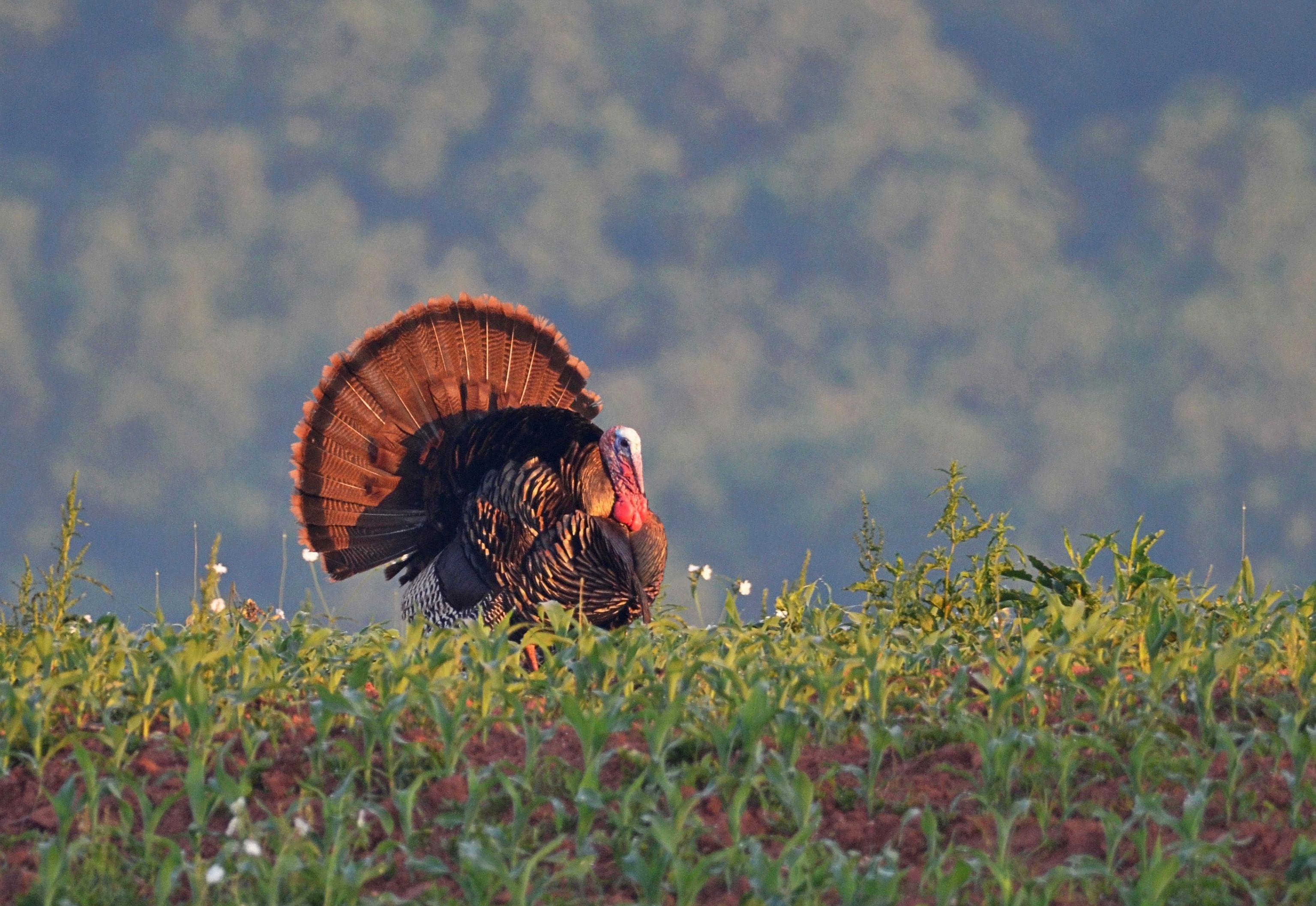 3080x2120 Wallpaper, field, ecosystem, grassland, prairie, sky, galliformes, wildlife, wild turkey, Turkey, grass family, rural area, bird, meadow, ecoregion, crop, shrubland, pasture, beak, Desktop