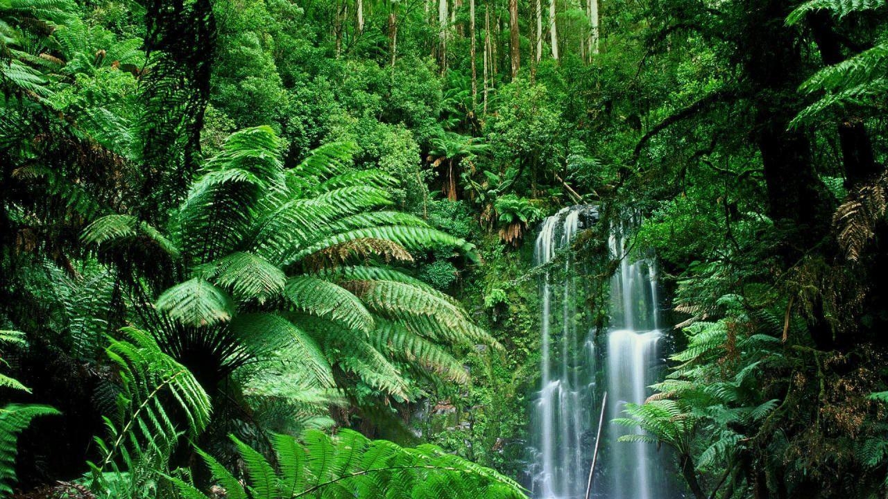 1280x720 Jungle Desktop HD Wallpaper 5238, Desktop