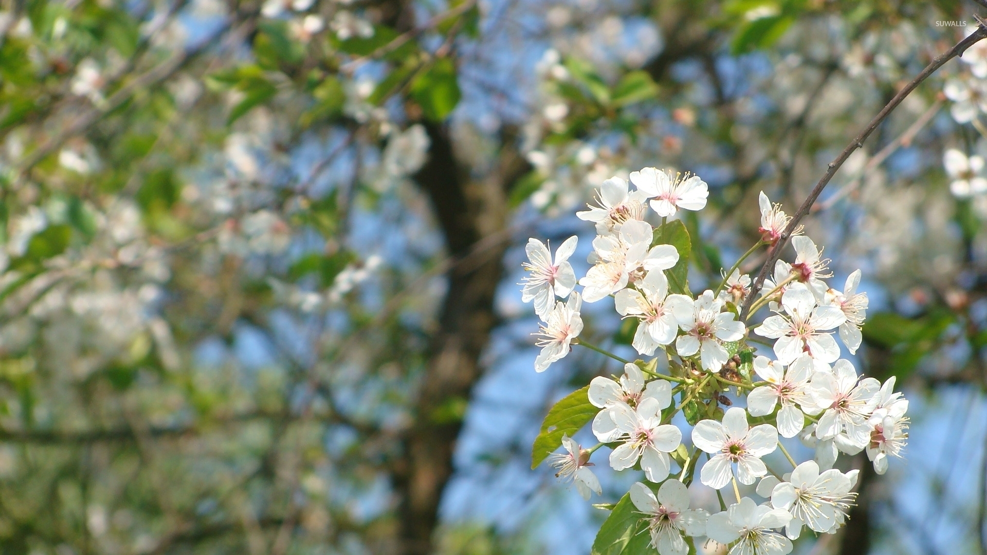 1920x1080 White spring blossoms on a sunny day wallpaper wallpaper, Desktop