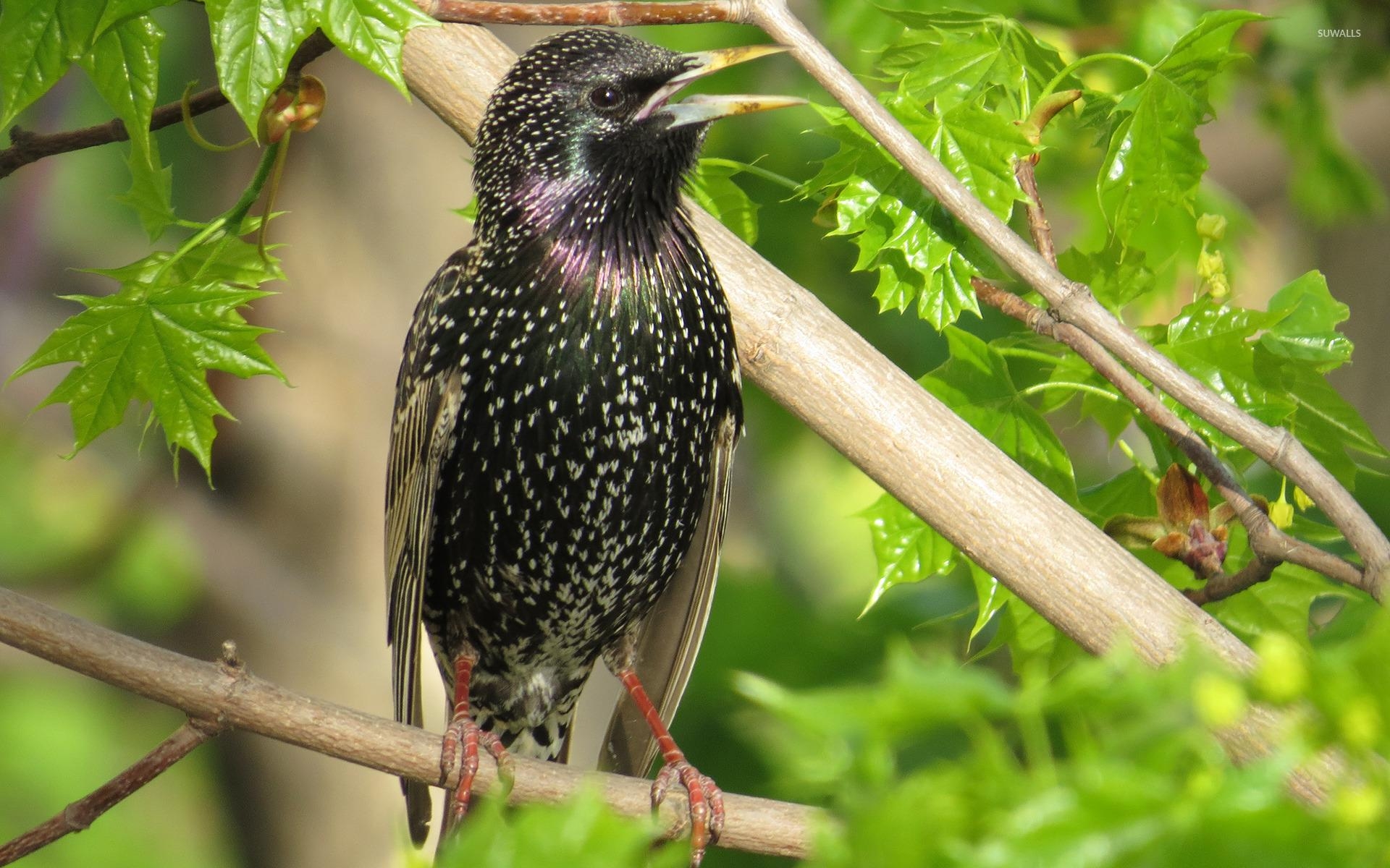 1920x1200 European starling wallpaper wallpaper, Desktop