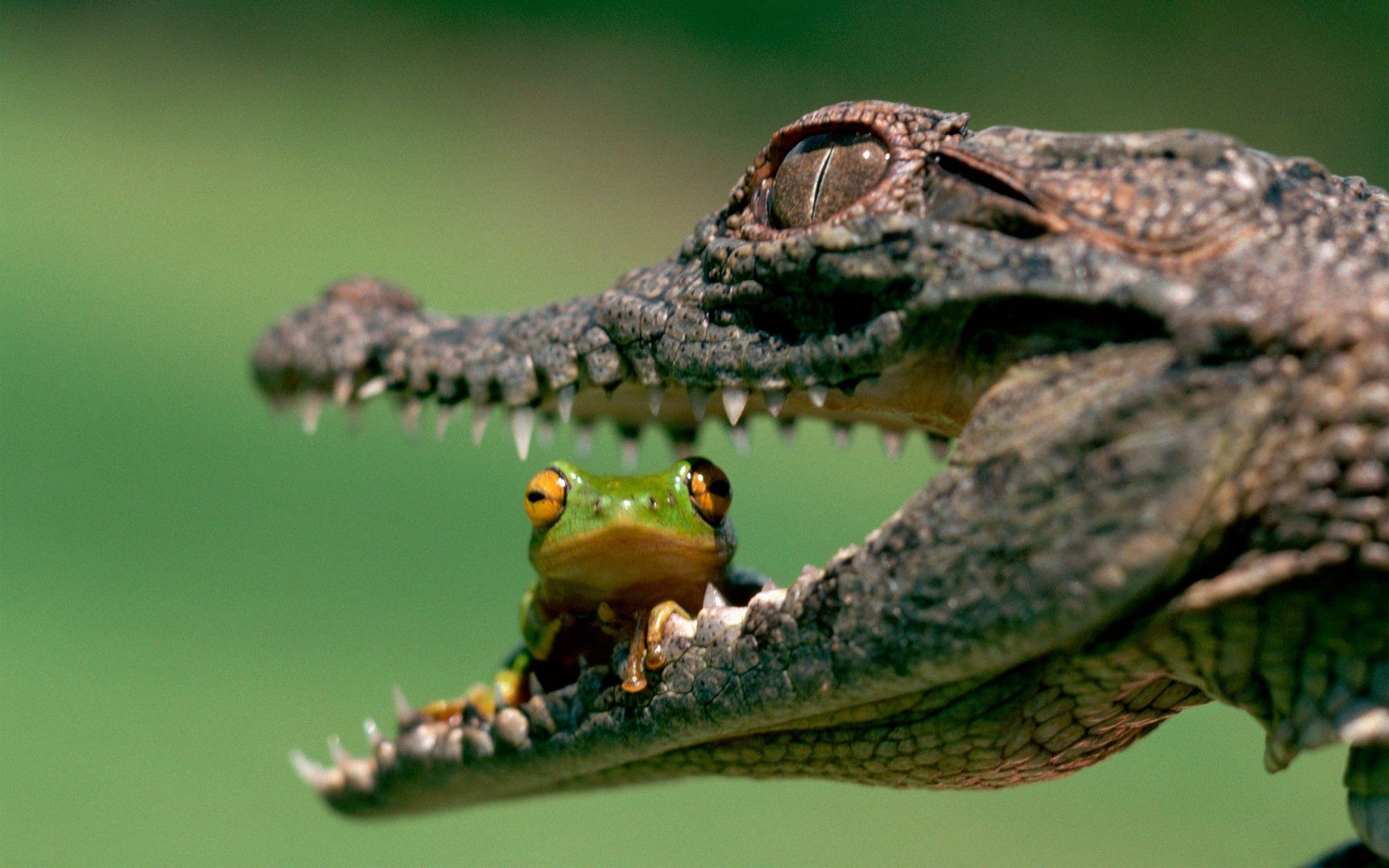 2560x1600 Animals frogs snakes reptiles amphibians death battle hunting. HD, Desktop